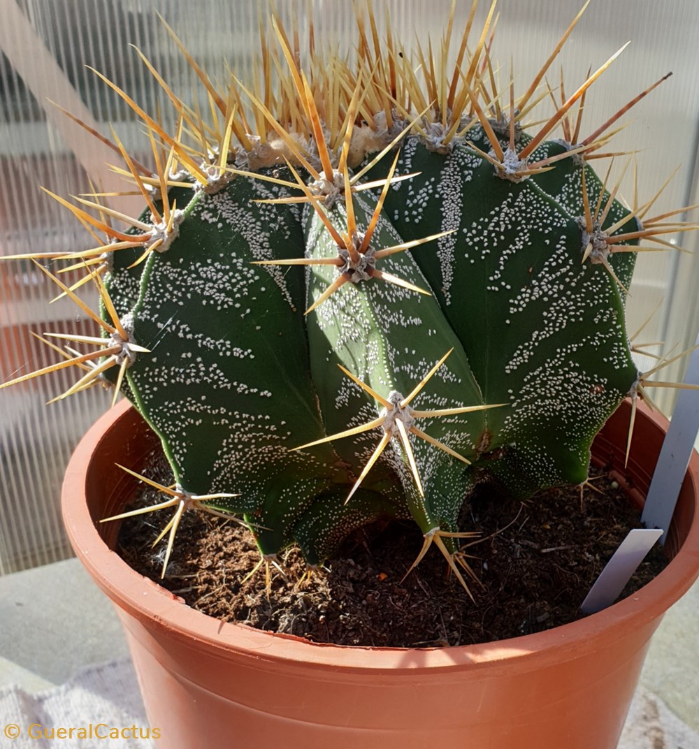 monde du vivant plantes cactus et succulentes astrophytum ornatum