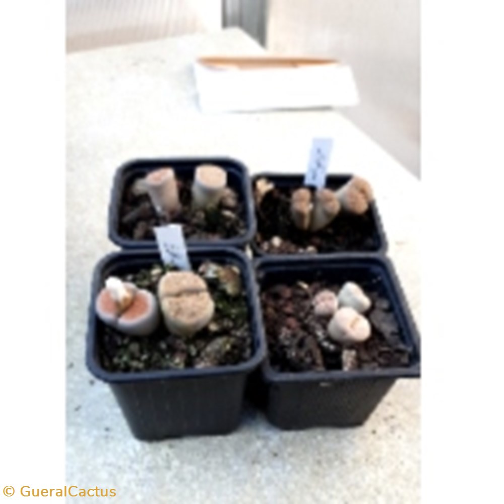 monde du vivant plantes cactus et succulentes lithops