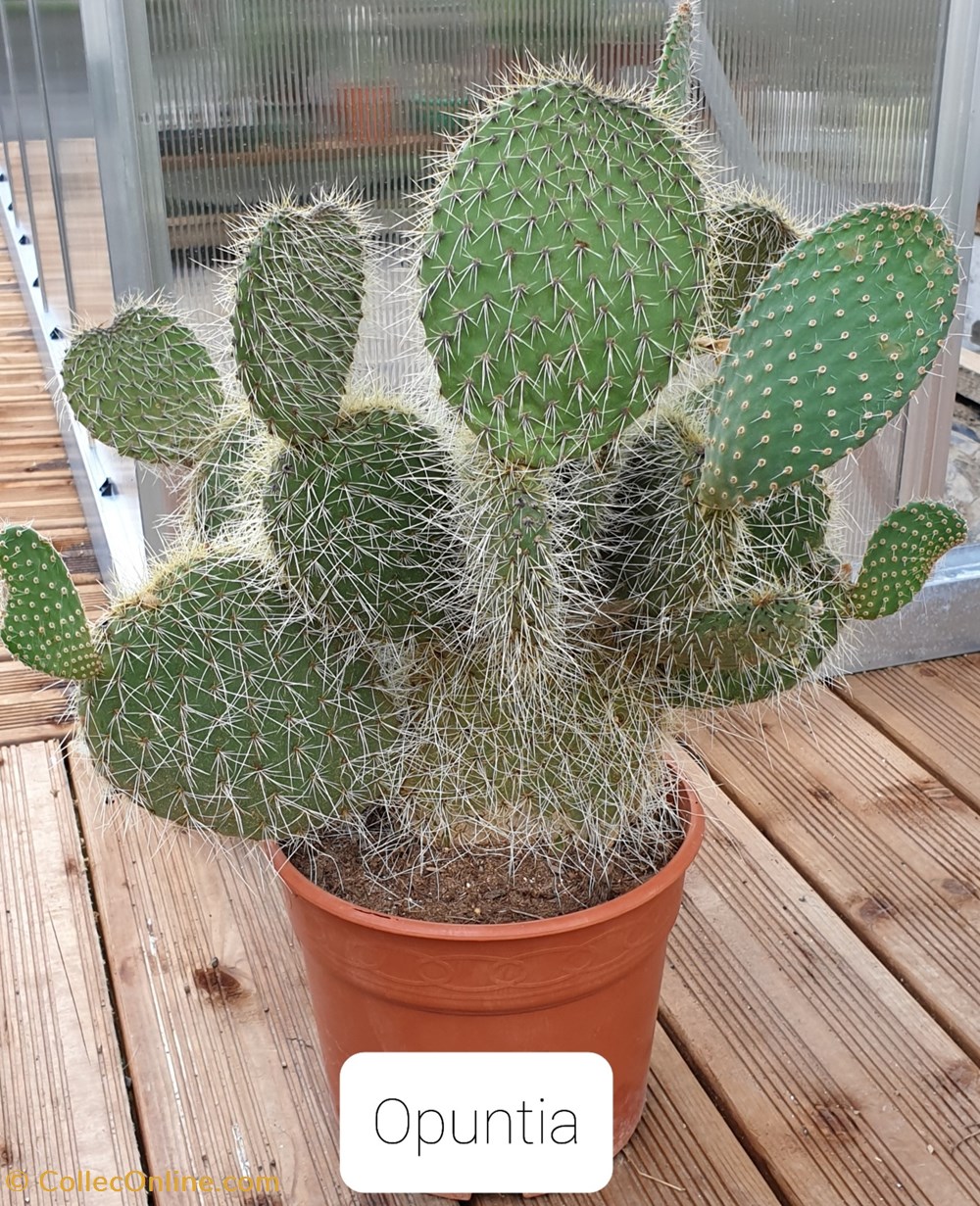 monde du vivant plantes cactus et succulentes opuntia bergeriana
