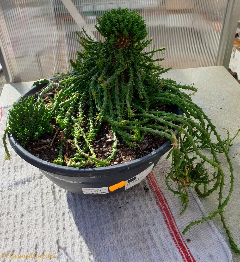 monde du vivant plantes cactus et succulentes euphorbia