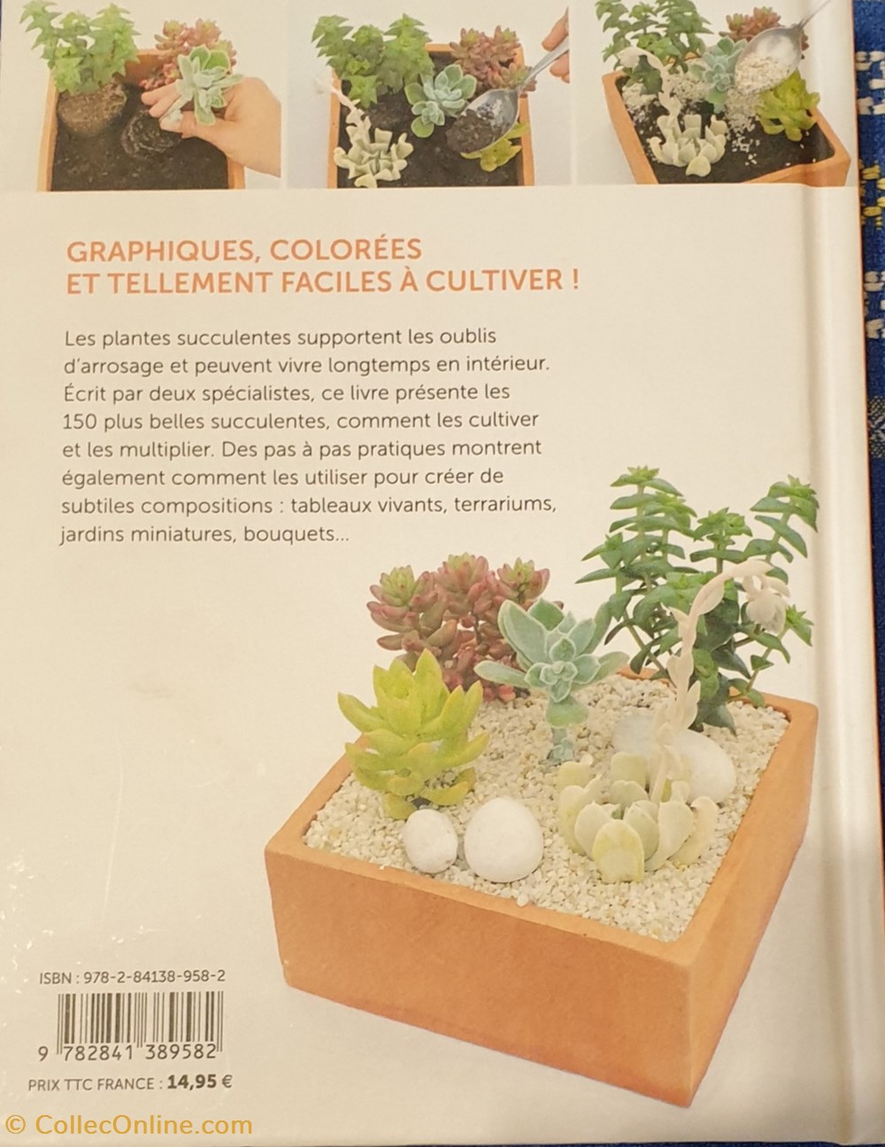 Plantes succulentes belles et facile à vivre pour la maison livres bd revues plantes succulentes belles et facile a vivre pour la maison