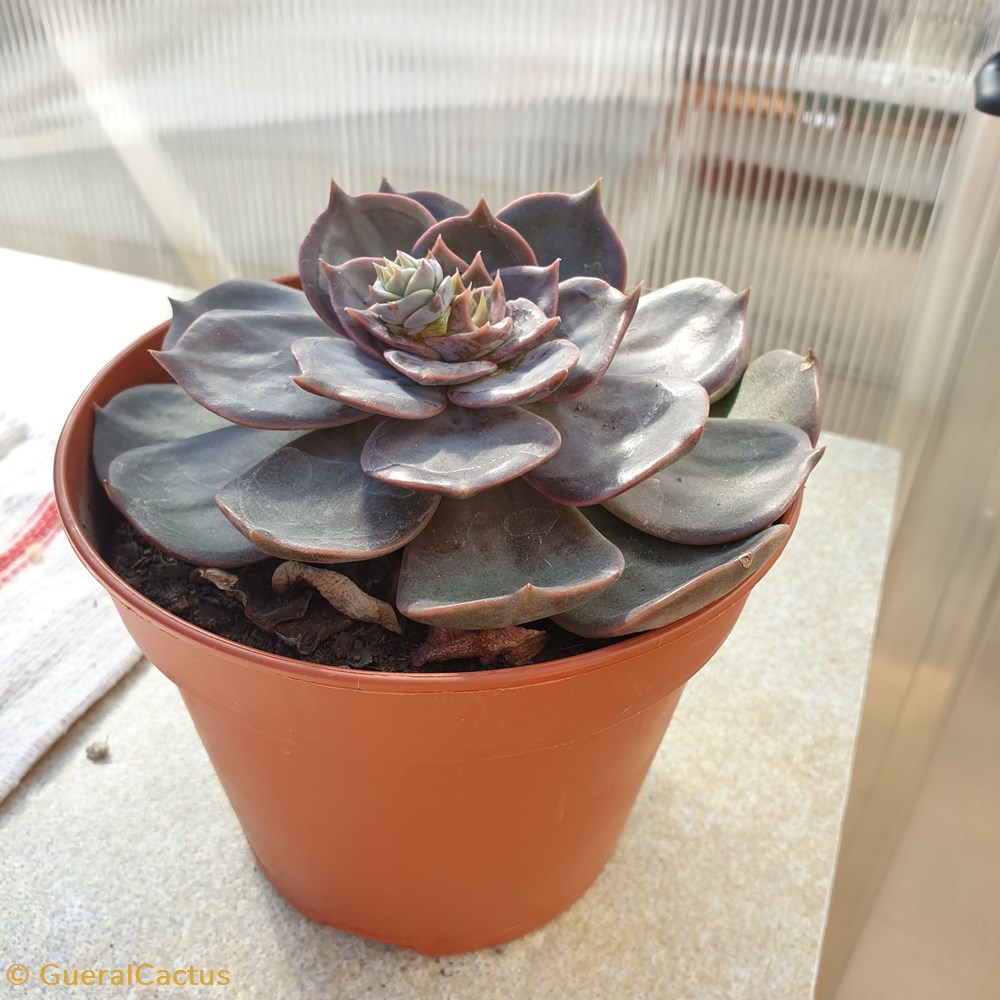 Echeveria purpusorum monde du vivant plantes cactus et succulentes echeveria purpusorum