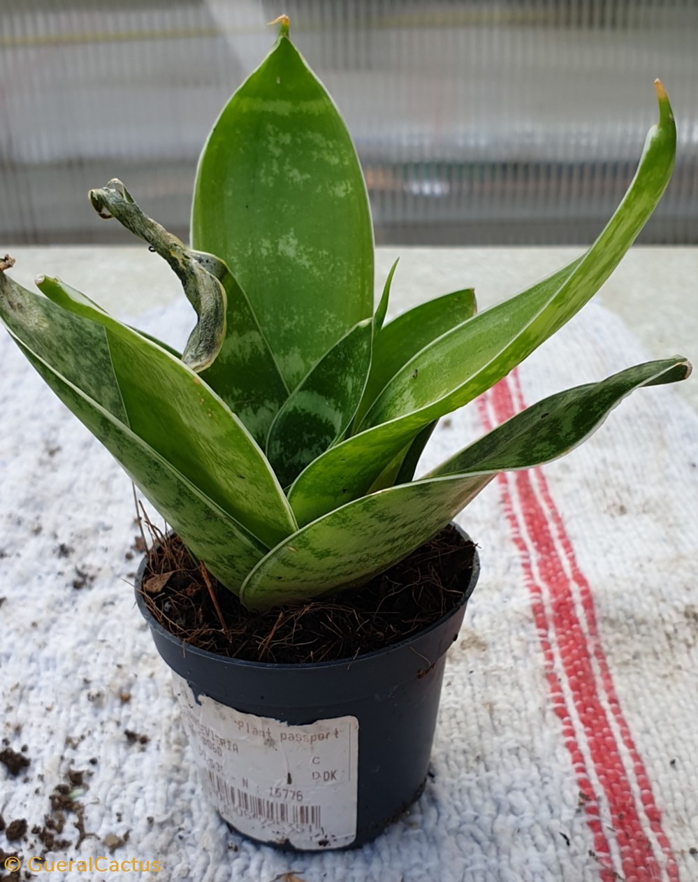 monde du vivant plantes cactus et succulentes sansevieria
