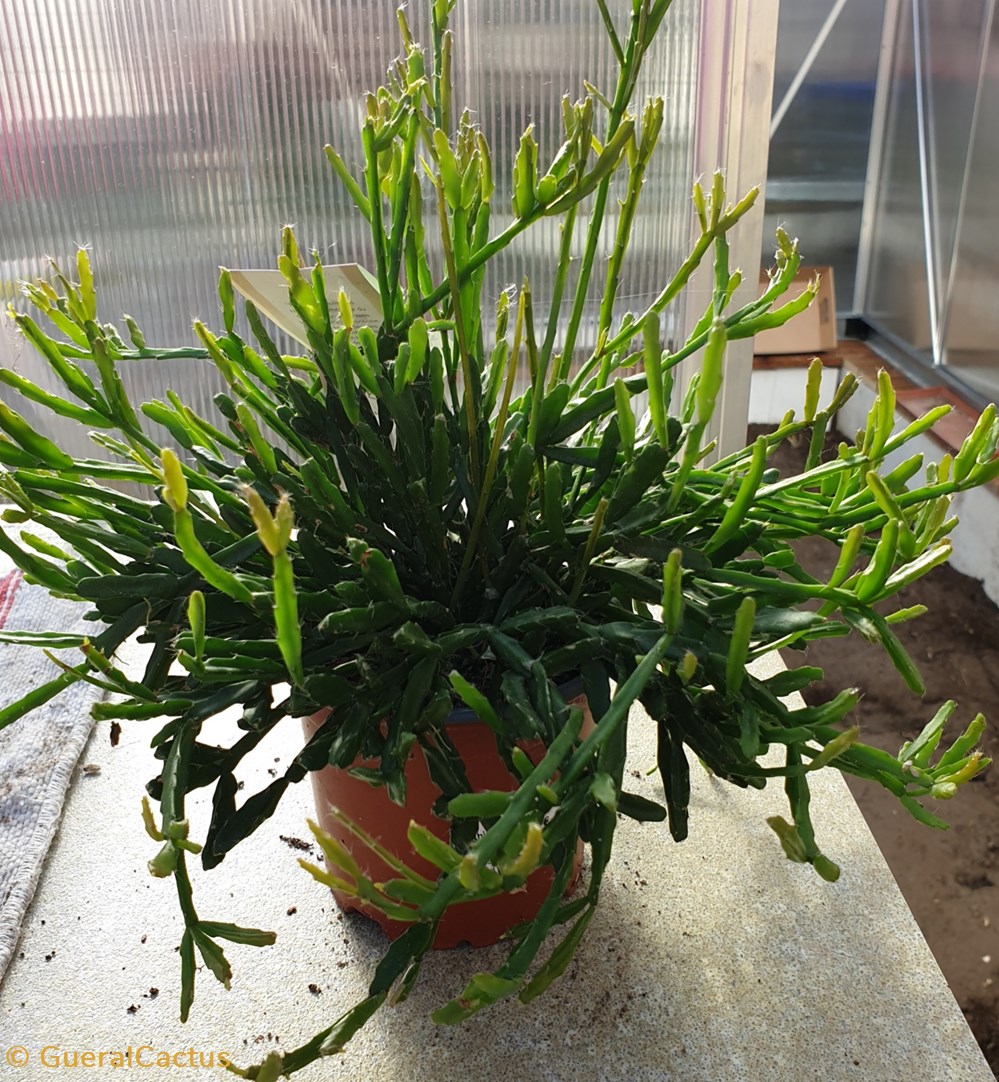 Rhipsalis monde du vivant plantes cactus et succulentes rhipsalis