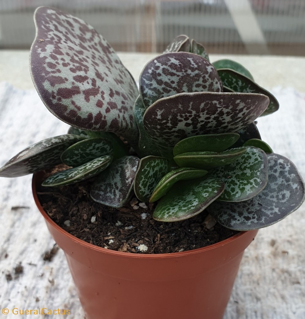 Adromischus schuldtian monde du vivant plantes cactus et succulentes adromischus schuldtian