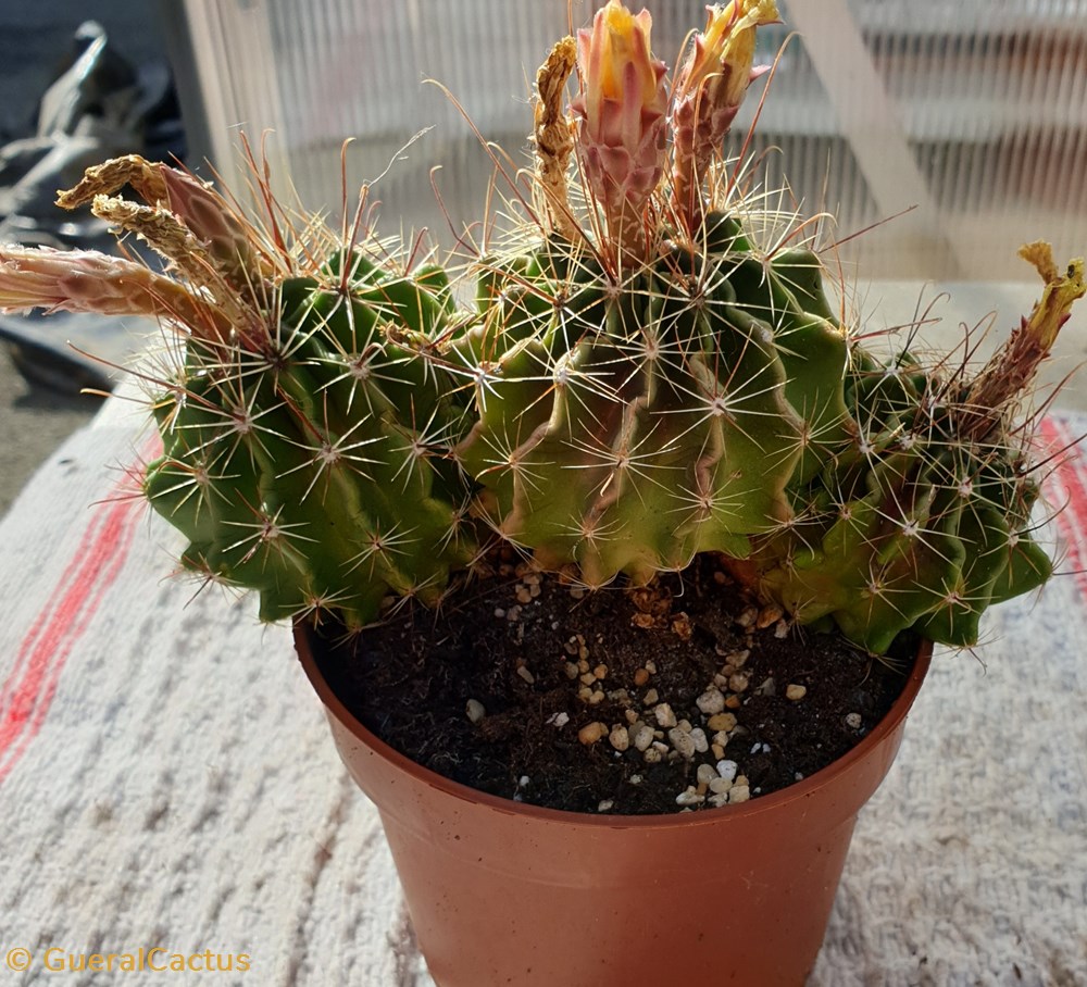 Cactus à identifier monde du vivant plantes et succulentes cactus a identifier