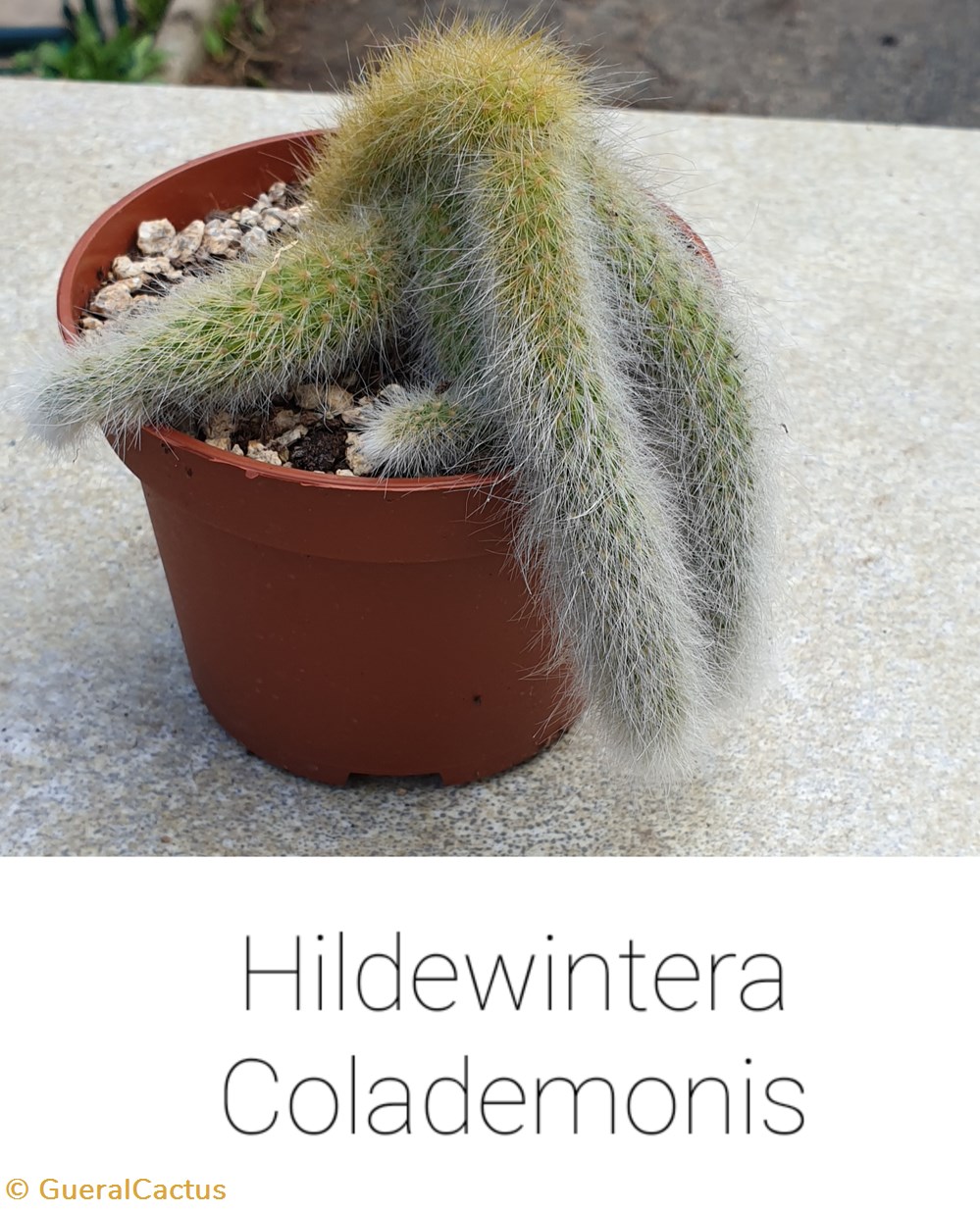 Hildenwintera colademonis monde du vivant plantes cactus et succulentes hildenwintera colademonis