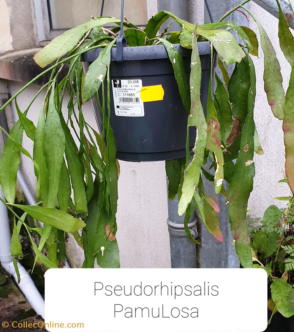 monde du vivant pseudorhipsalis pamulosa