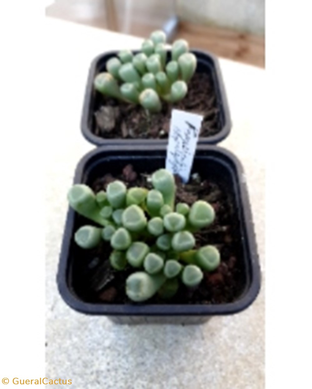 monde du vivant plantes cactus et succulentes fenestrasia rhopalophylla