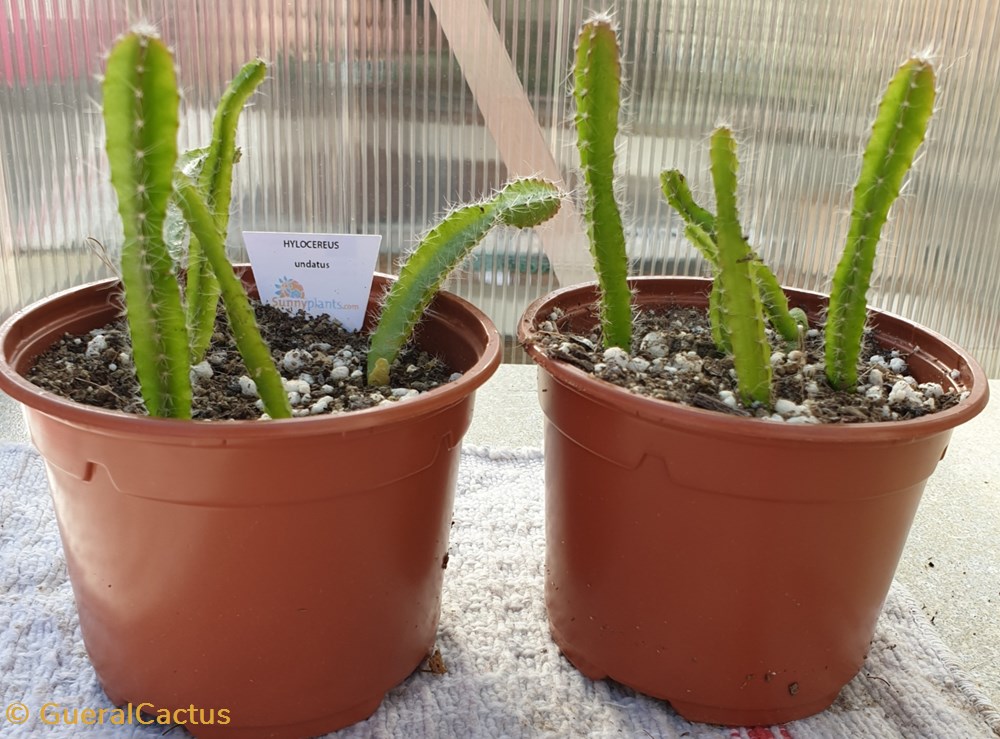 Hylocereus undatus monde du vivant plantes cactus et succulentes hylocereus undatus