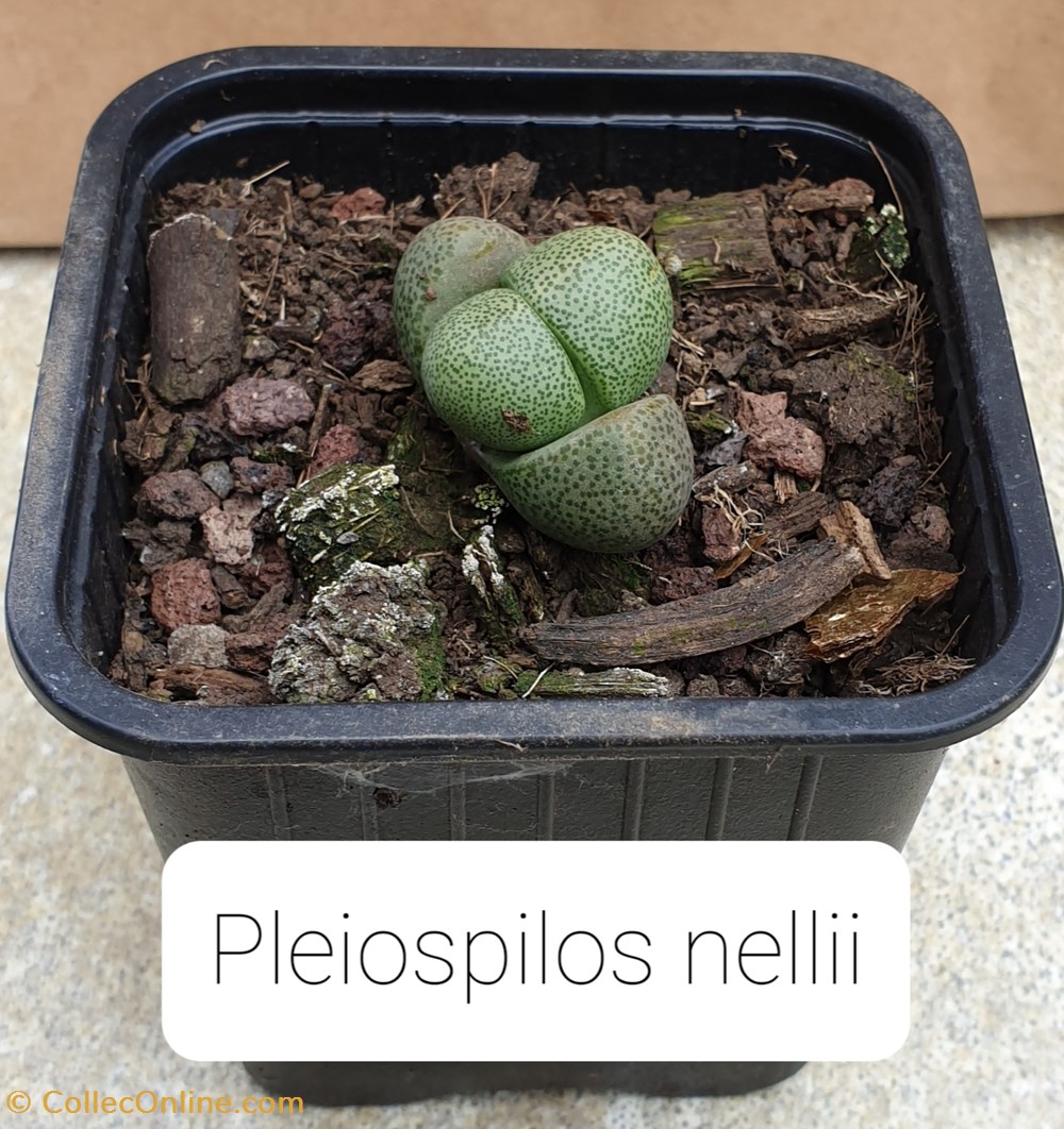 monde du vivant pleiospilos nellii