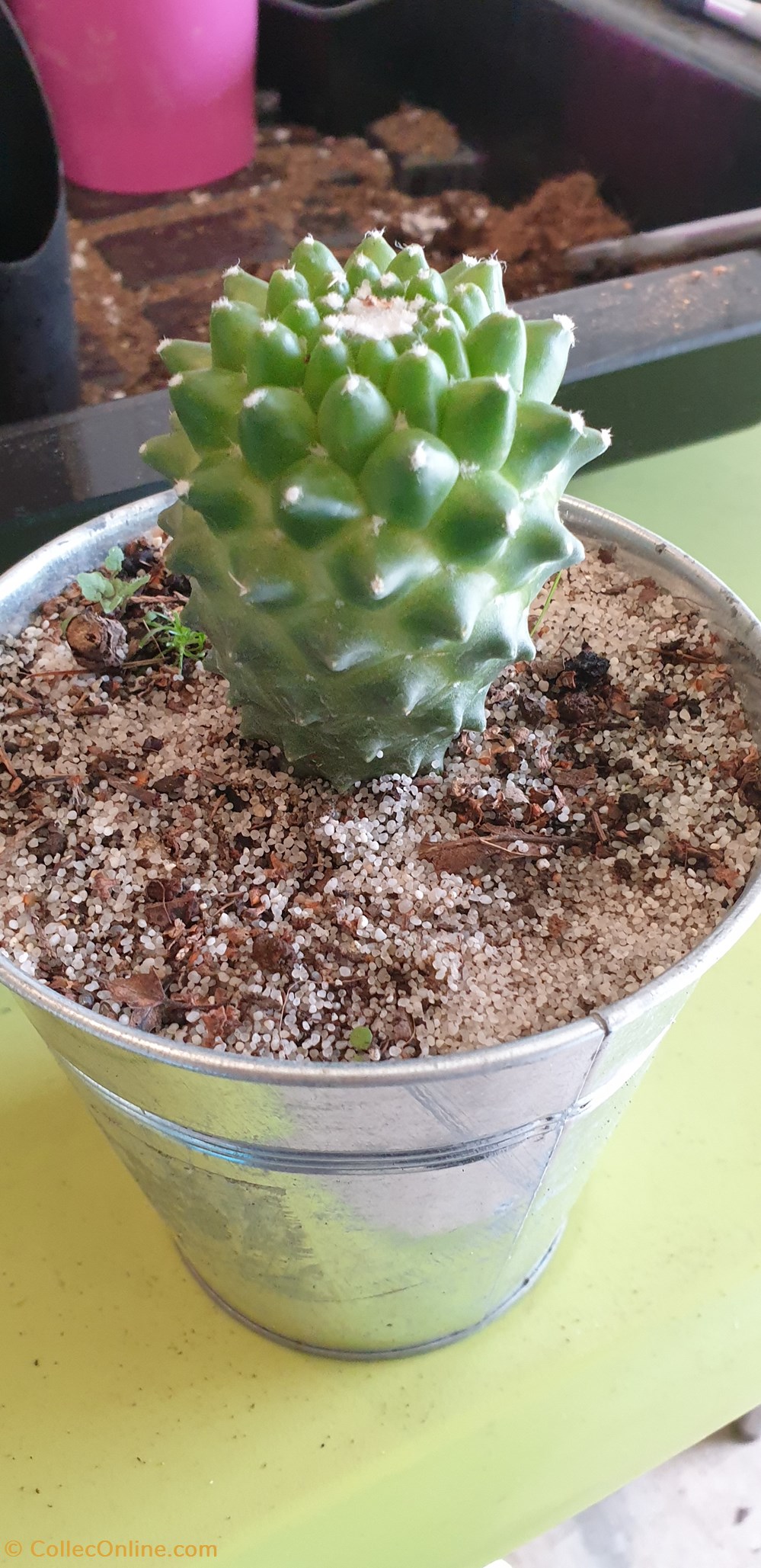 monde du vivant plantes cactus et succulentes mammillaria polythele mart