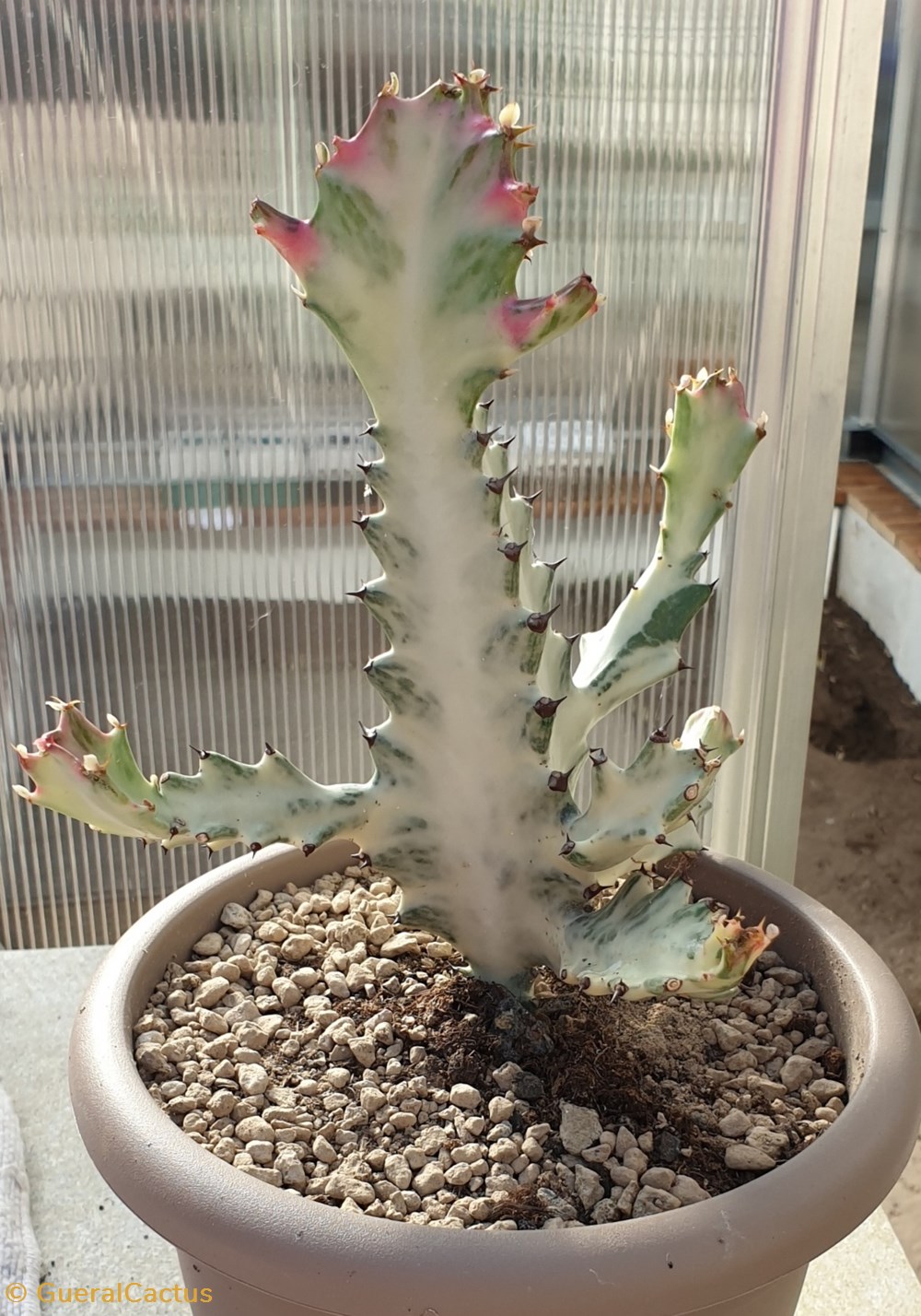 monde du vivant plantes cactus et succulentes euphorbia lactea ghost white