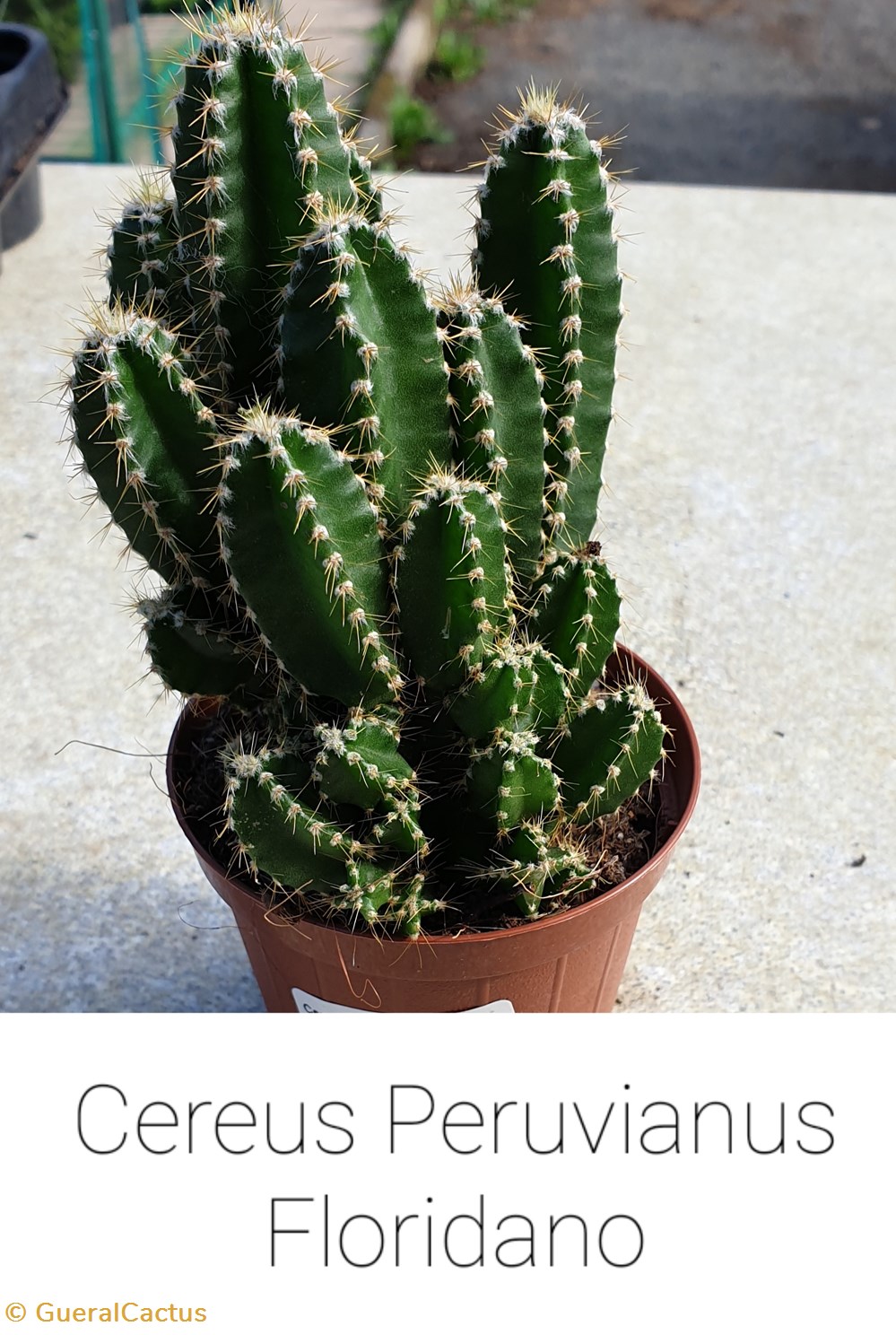 Cereus peruvianus Floridiano monde du vivant plantes cactus et succulentes cereus peruvianus floridiano