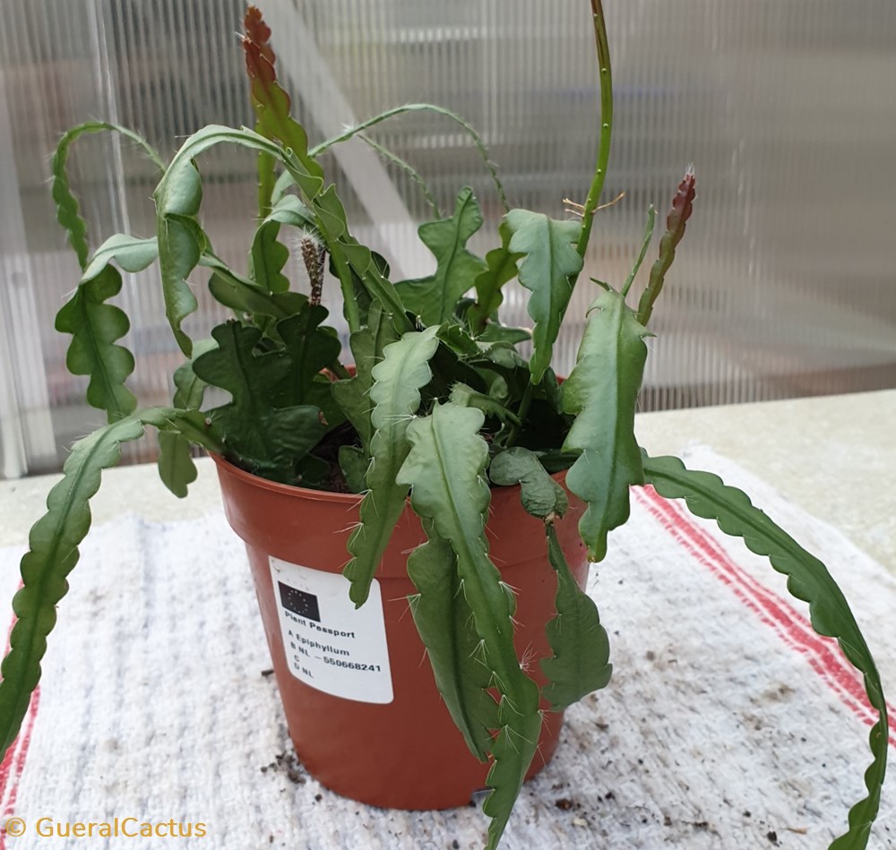 Epiphyllum anguliger monde du vivant plantes cactus et succulentes epiphyllum anguliger