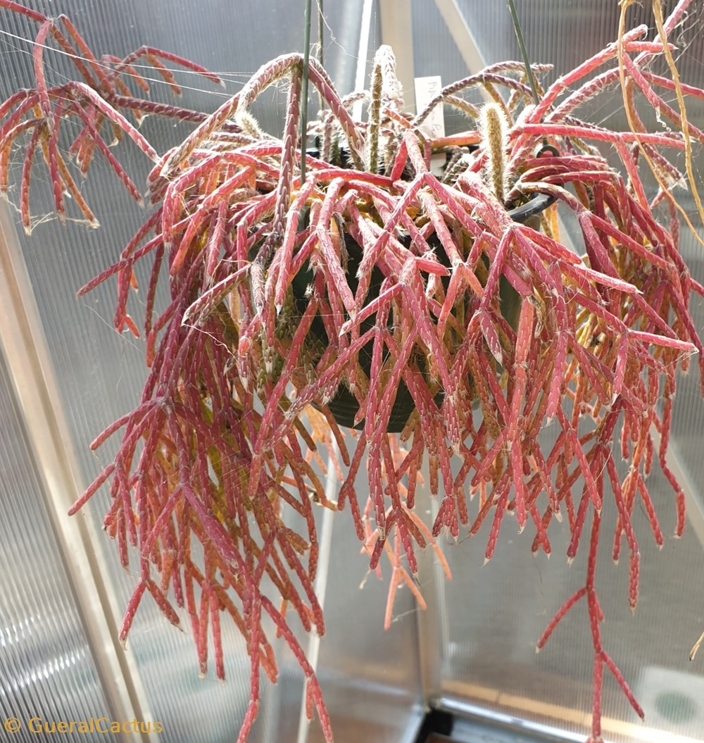 Rhipsalis monde du vivant plantes cactus et succulentes rhipsalis