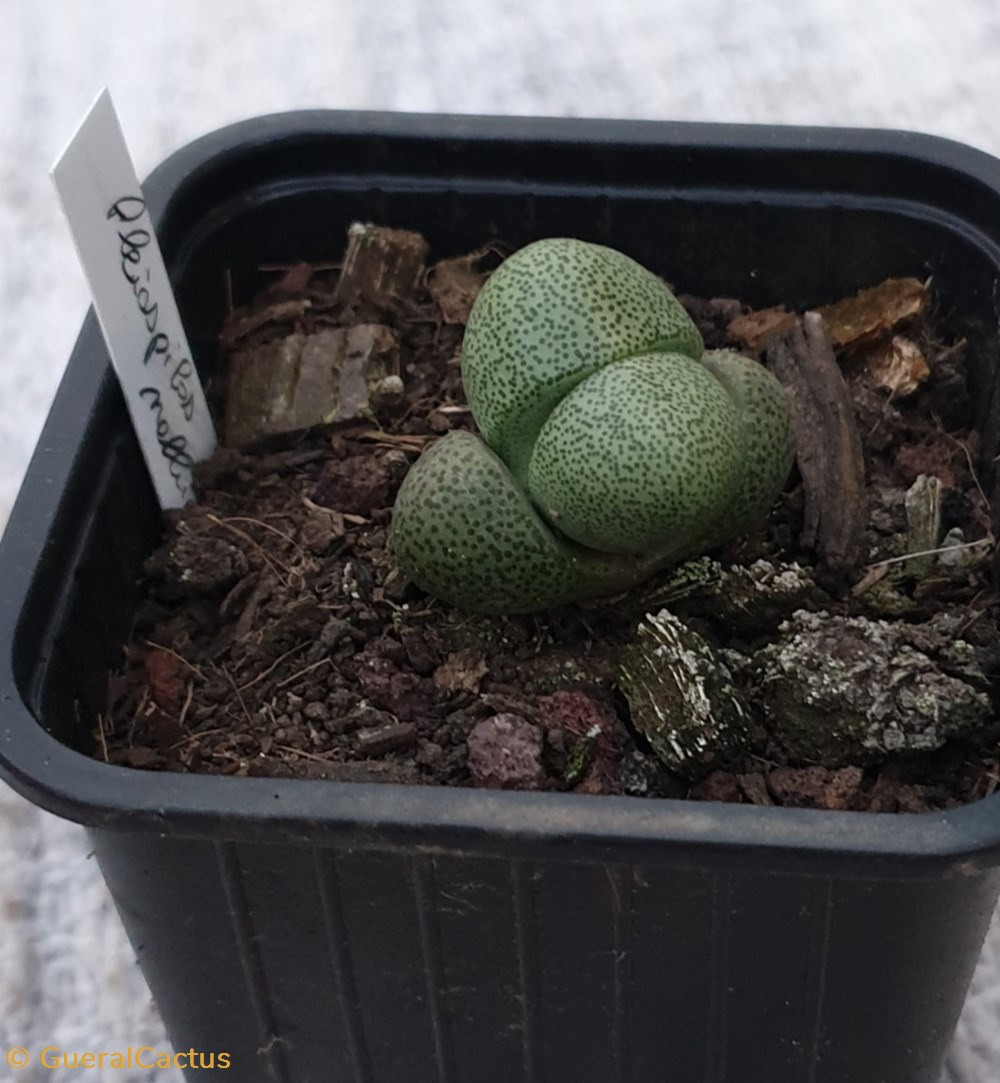Pleiospilos nellii monde du vivant plantes cactus et succulentes pleiospilos nellii