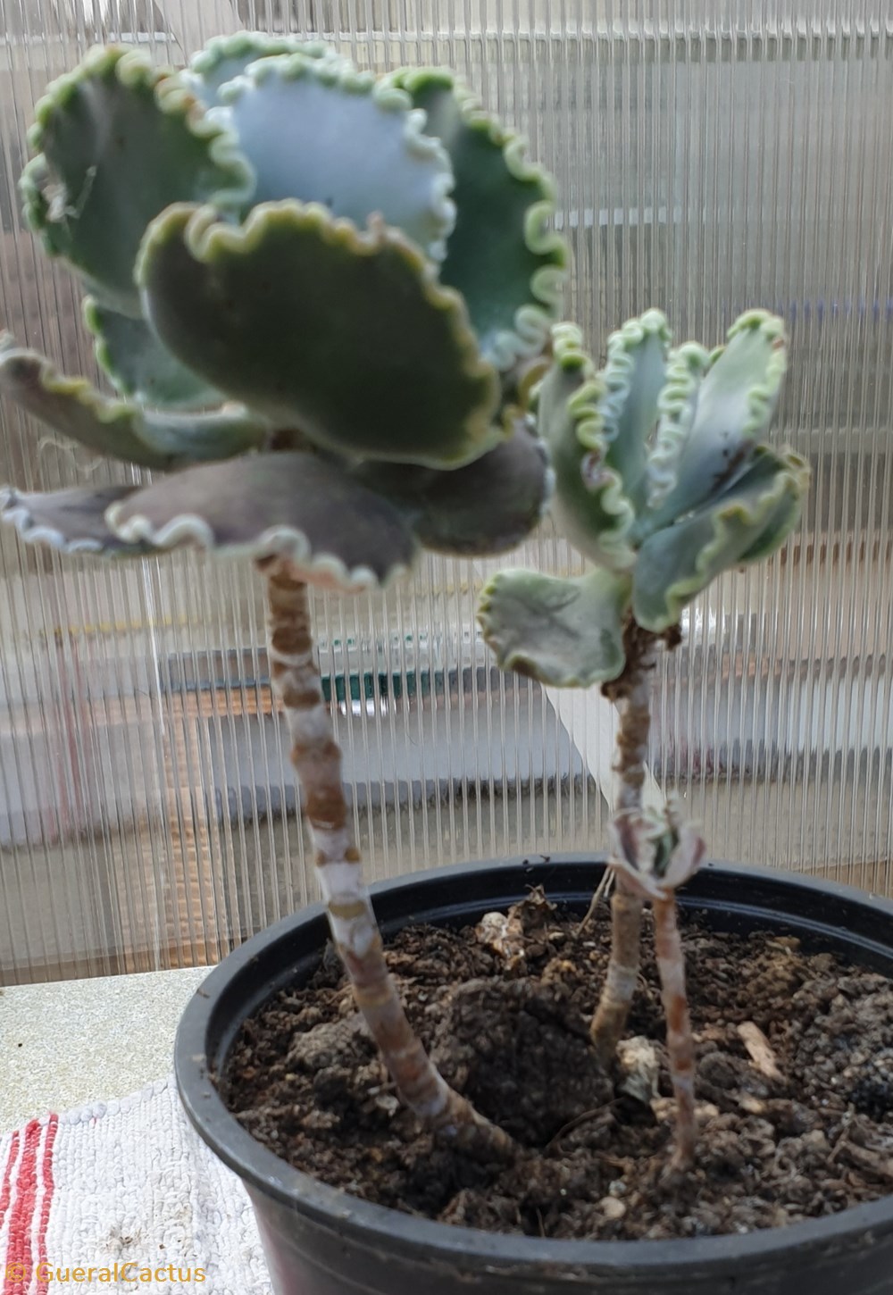 Cotylédons monde du vivant plantes cactus et succulentes cotyledons