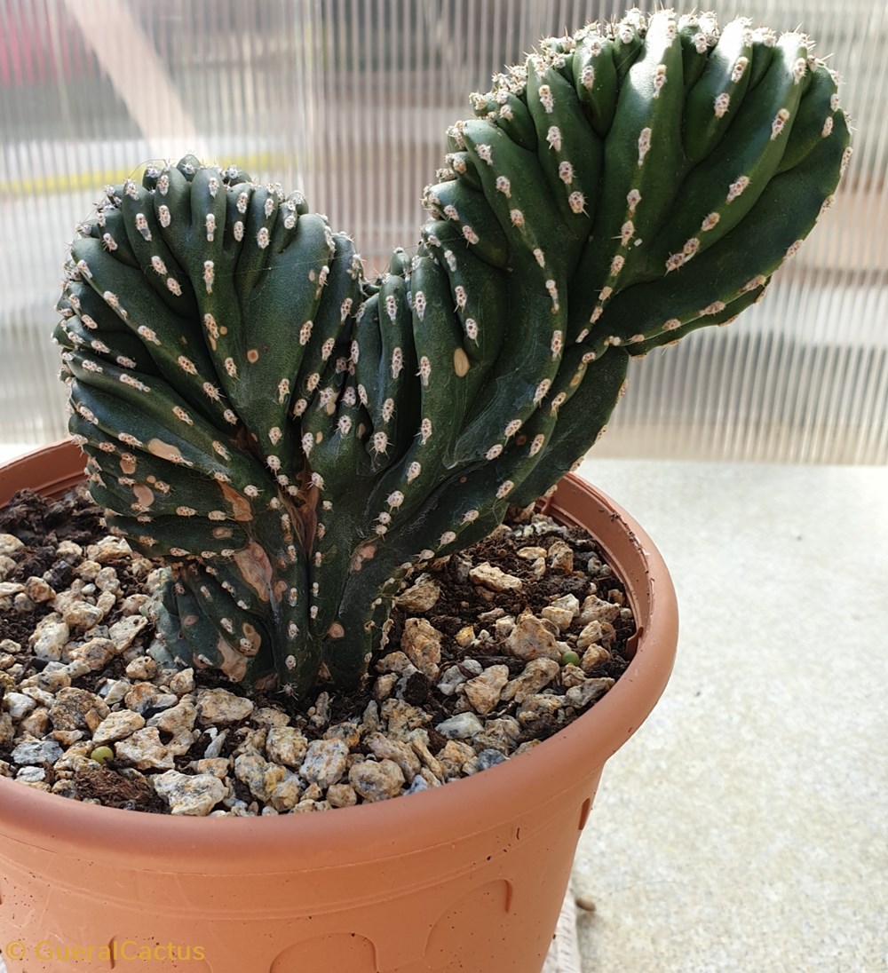 monde du vivant plantes cactus et succulentes pachycereus marginatas cristata
