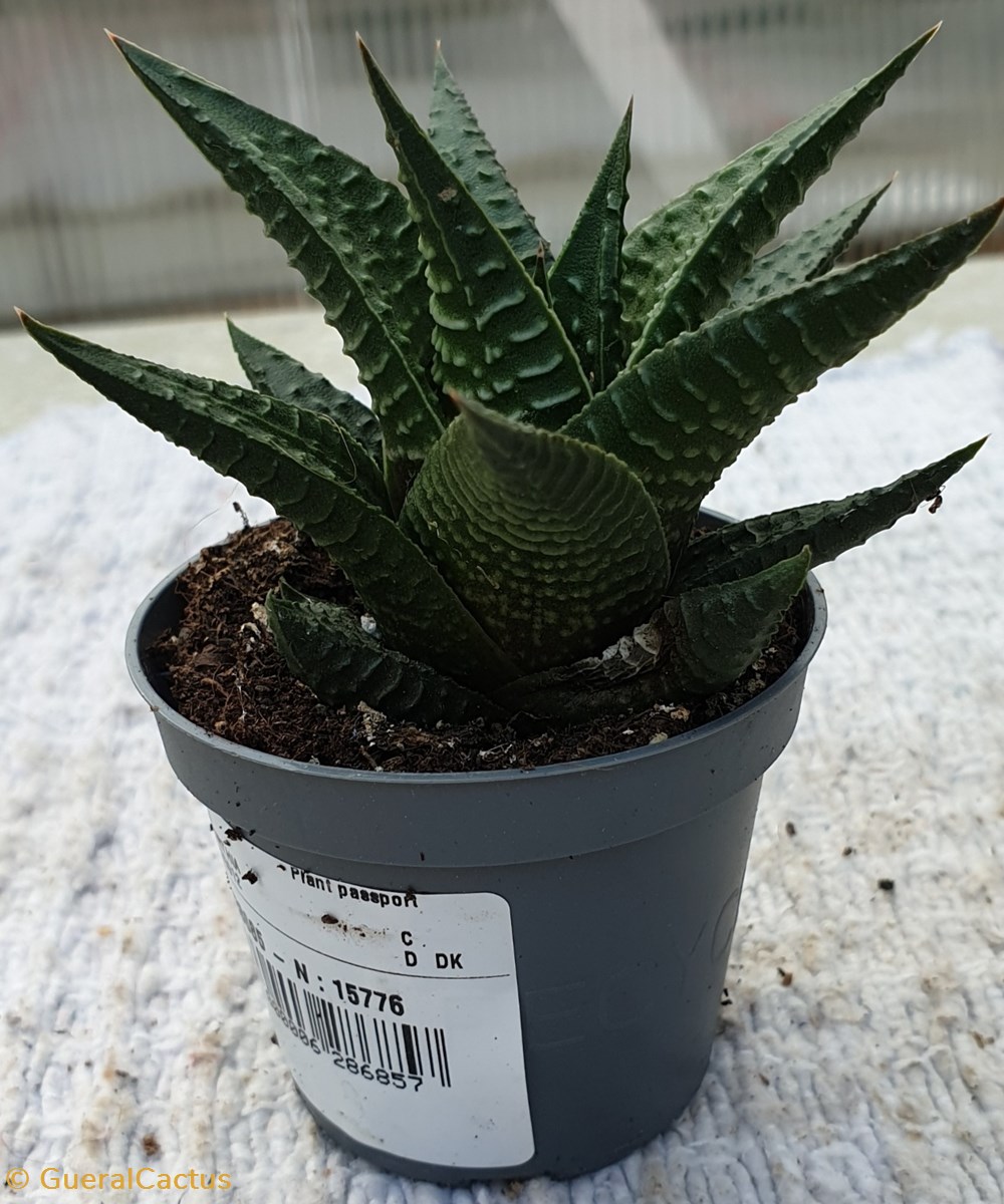 A Hawortia monde du vivant plantes cactus et succulentes a hawortia