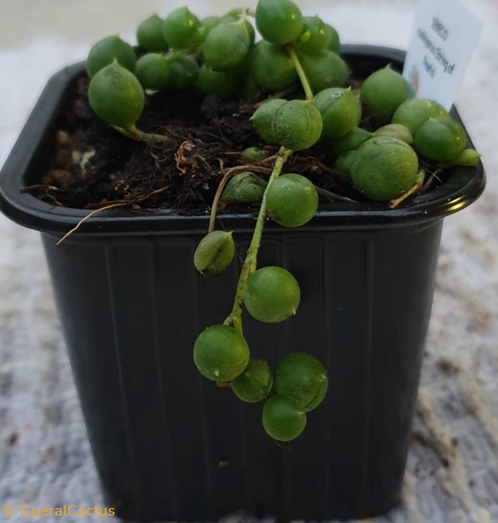 monde du vivant plantes cactus et succulentes senecio rowleyanus string of pearls