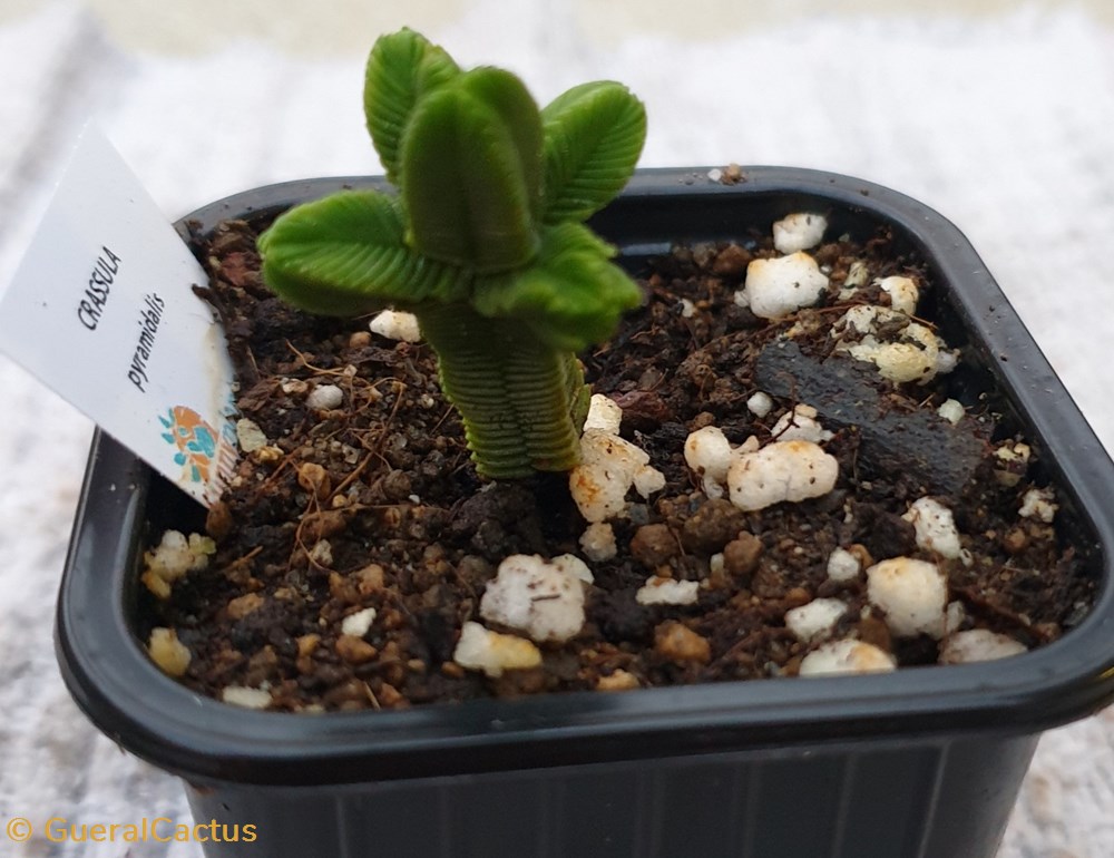 Crassula pyramidalis monde du vivant plantes cactus et succulentes crassula pyramidalis