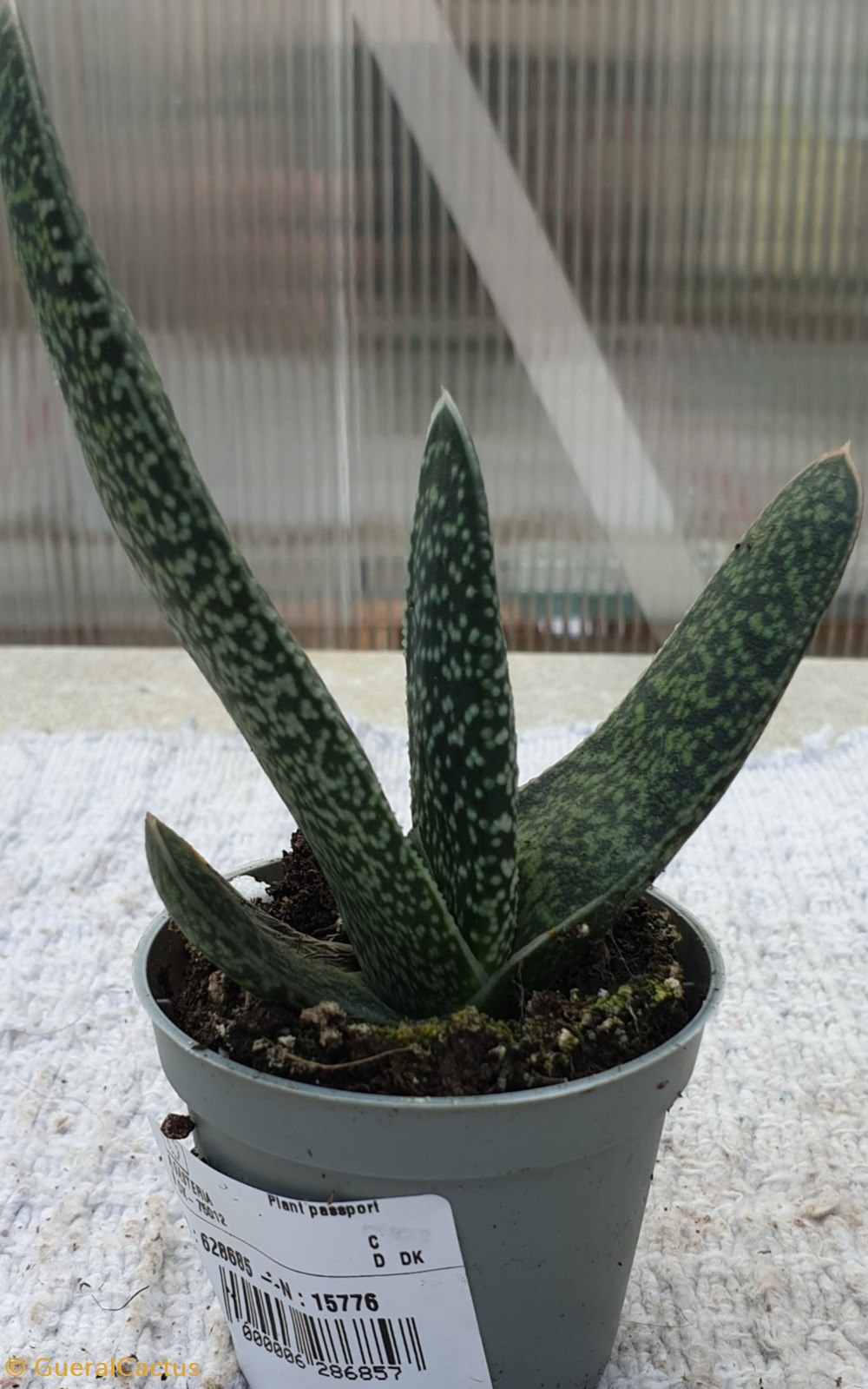 A Gasteria monde du vivant plantes cactus et succulentes a gasteria