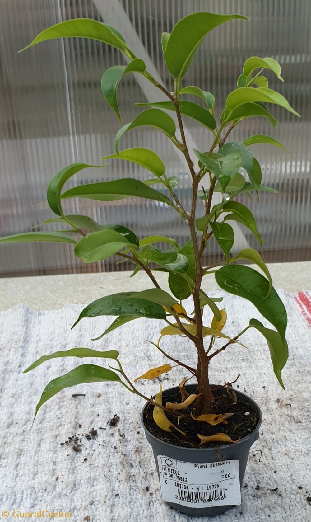 monde du vivant plantes ficus benjamina