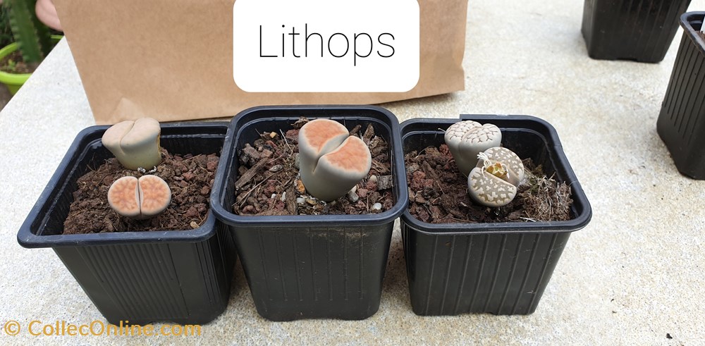 monde du vivant lithops