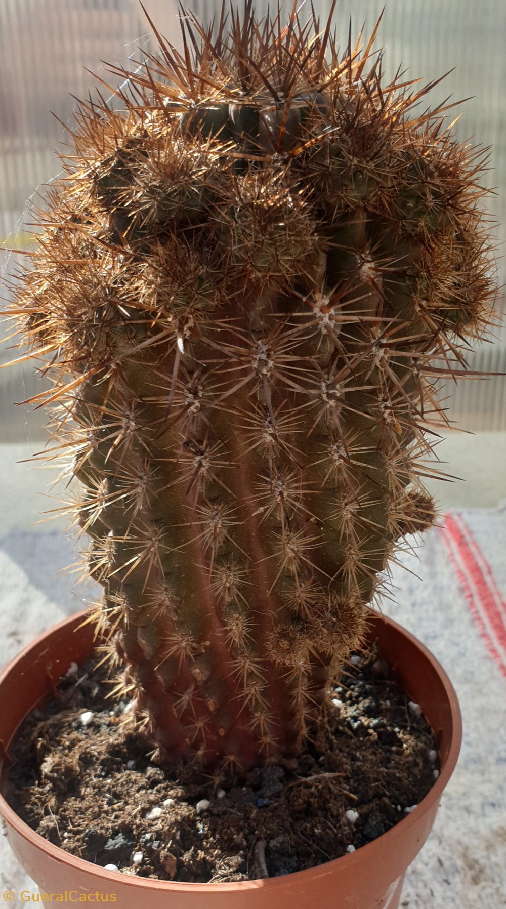 Cactus à identifier monde du vivant plantes et succulentes cactus a identifier