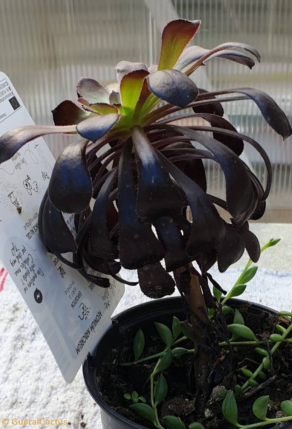 Aeonium atropurpureum arborescens monde du vivant plantes cactus et succulentes aeonium atropurpureum arborescens