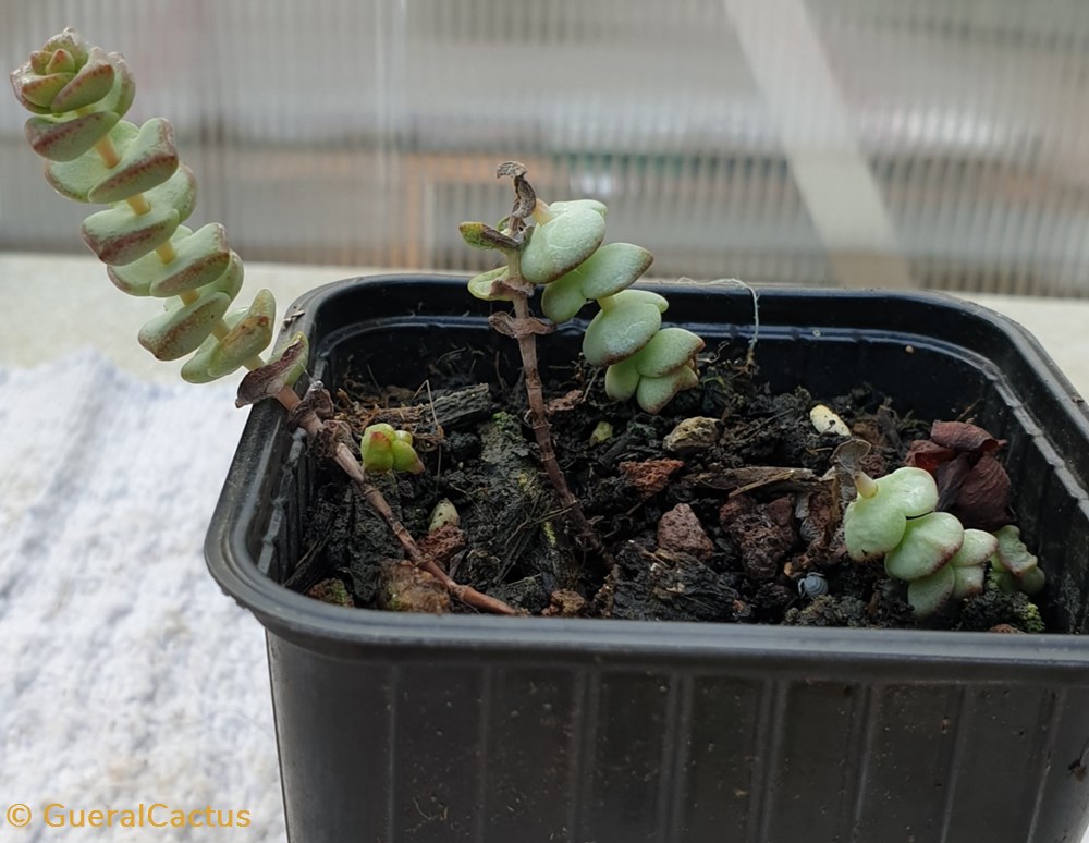 Crassula marnieriana monde du vivant plantes cactus et succulentes crassula marnieriana
