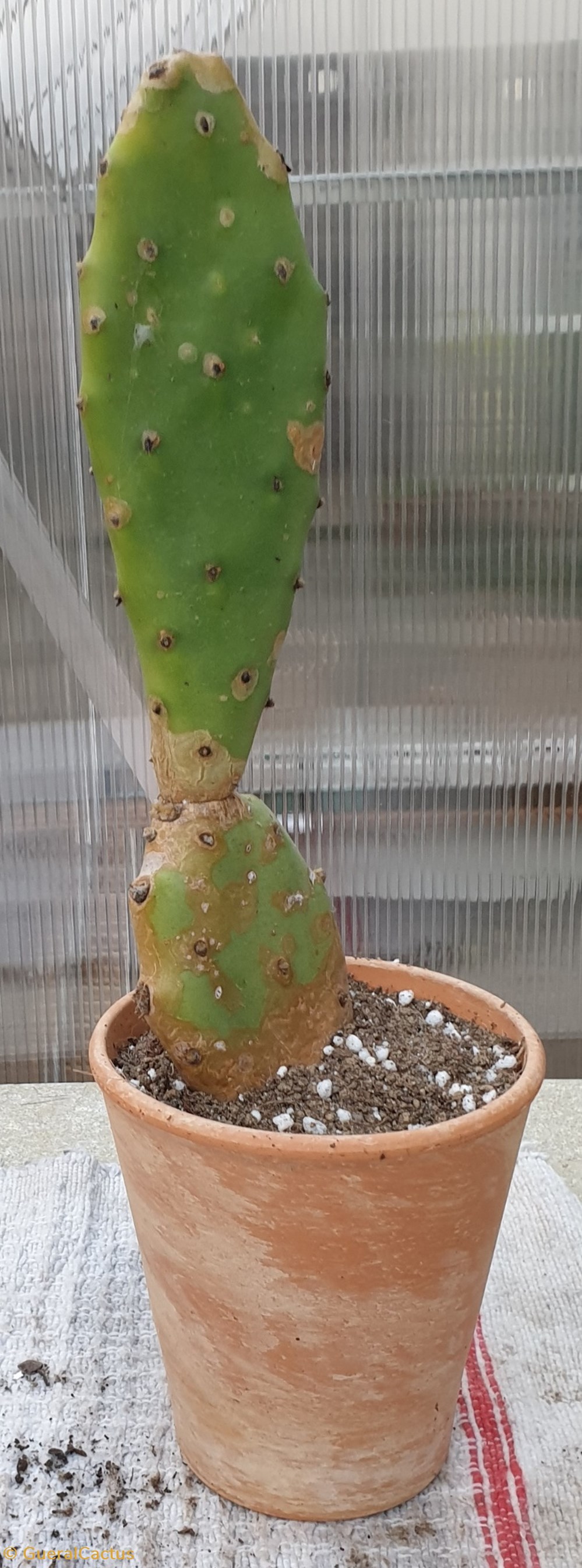 monde du vivant plantes cactus et succulentes opuntia figuier de barbarie