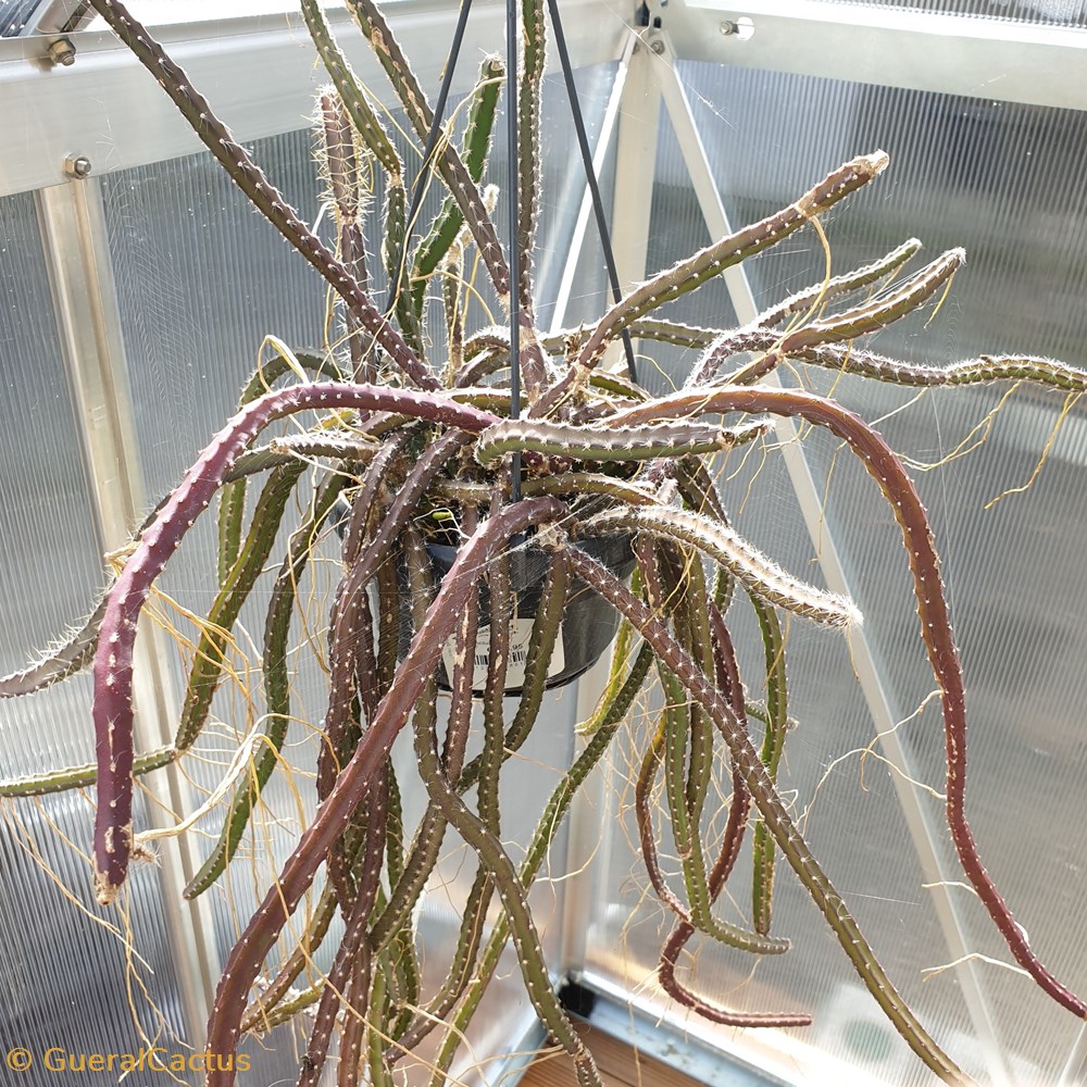 monde du vivant plantes et succulentes aporocactus