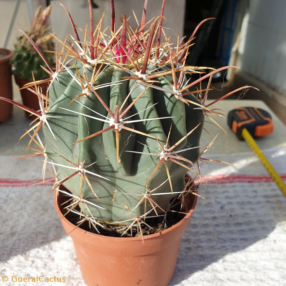 monde du vivant plantes et succulentes cactus a identifier