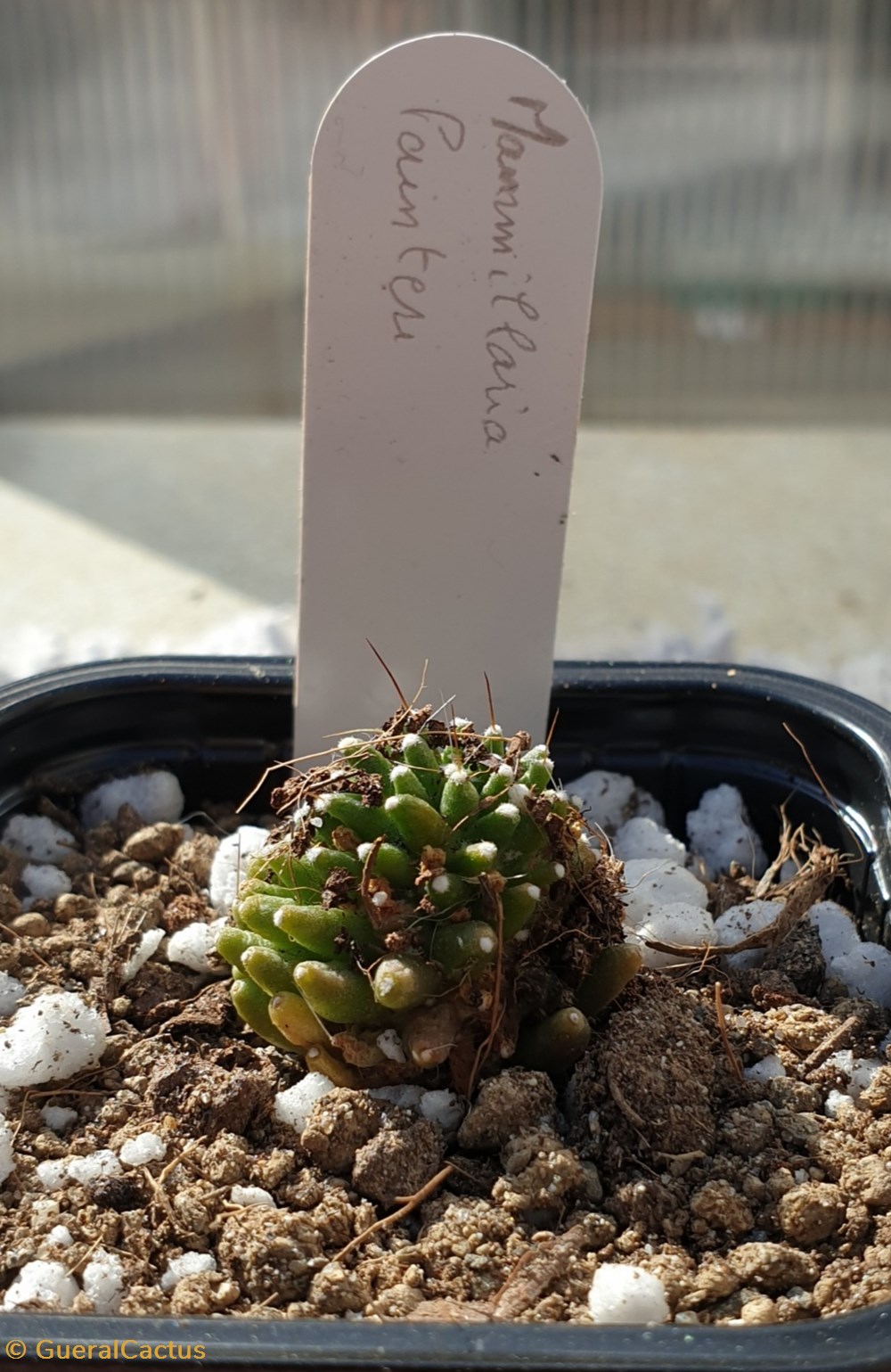 monde du vivant plantes cactus et succulentes mammillaria painteri