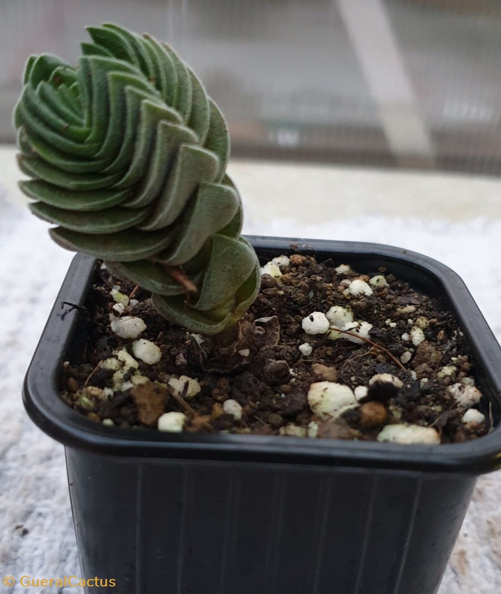 Crassula buddhas temple monde du vivant plantes cactus et succulentes crassula buddhas temple