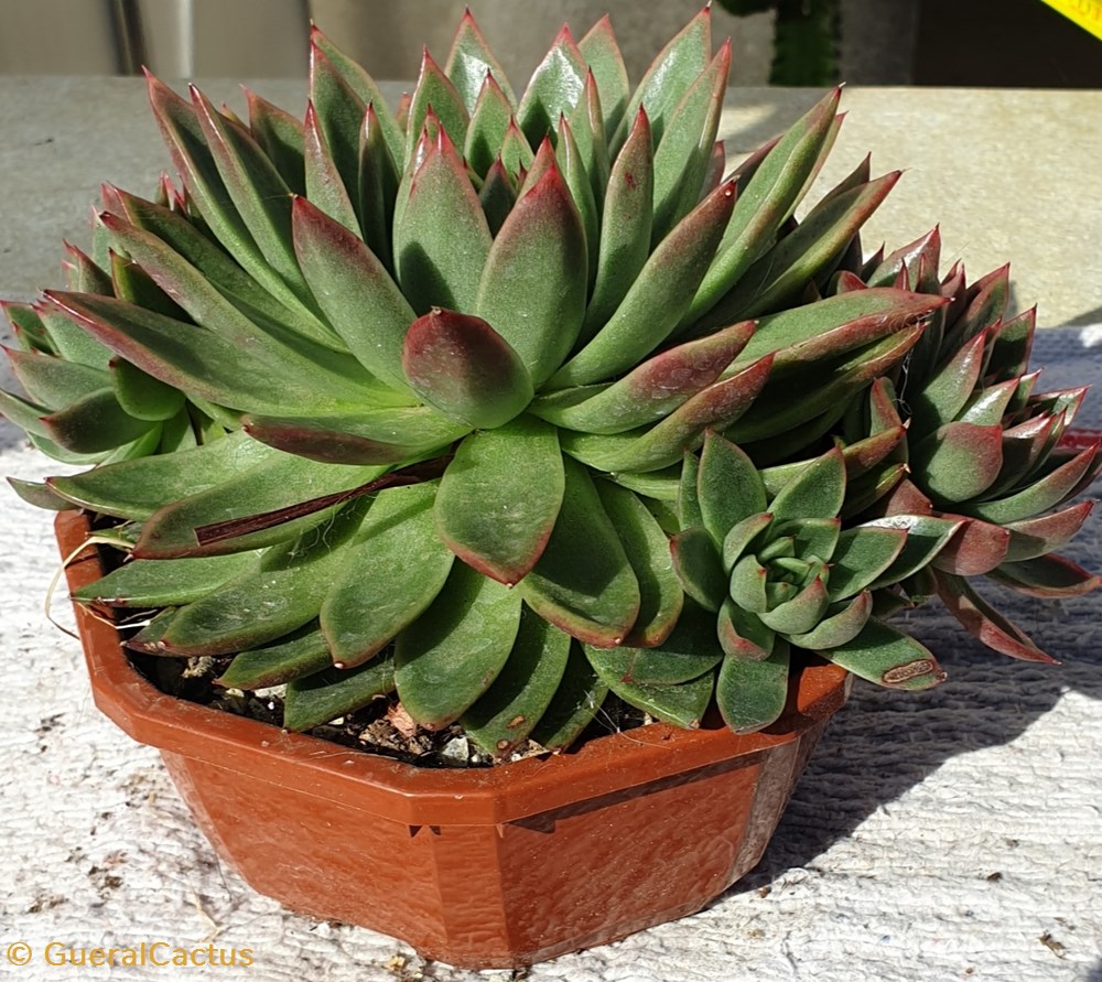 monde du vivant plantes cactus et succulentes echeveria agavoides