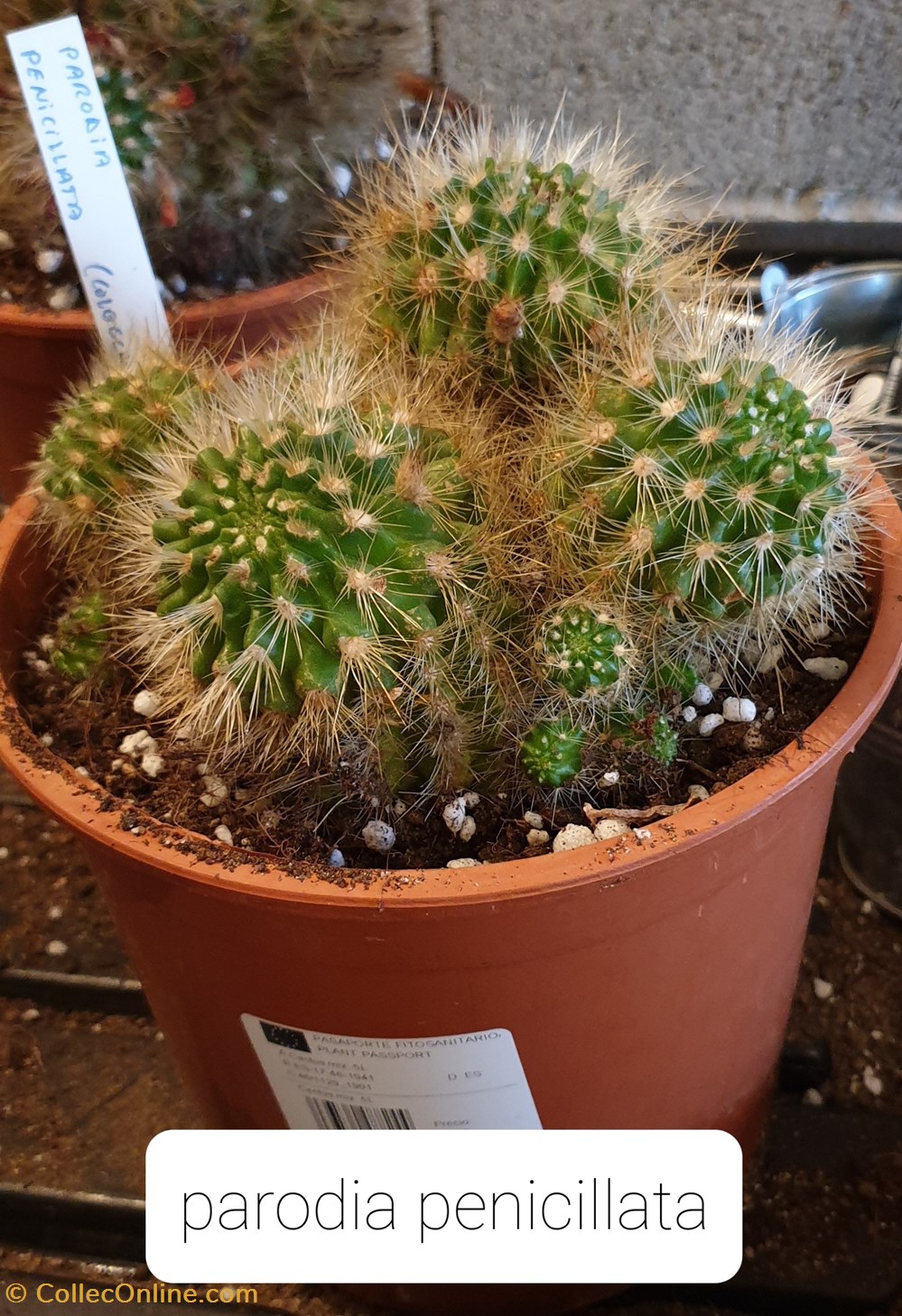 Parodia penicillata ? monde du vivant plantes cactus et succulentes parodia penicillata