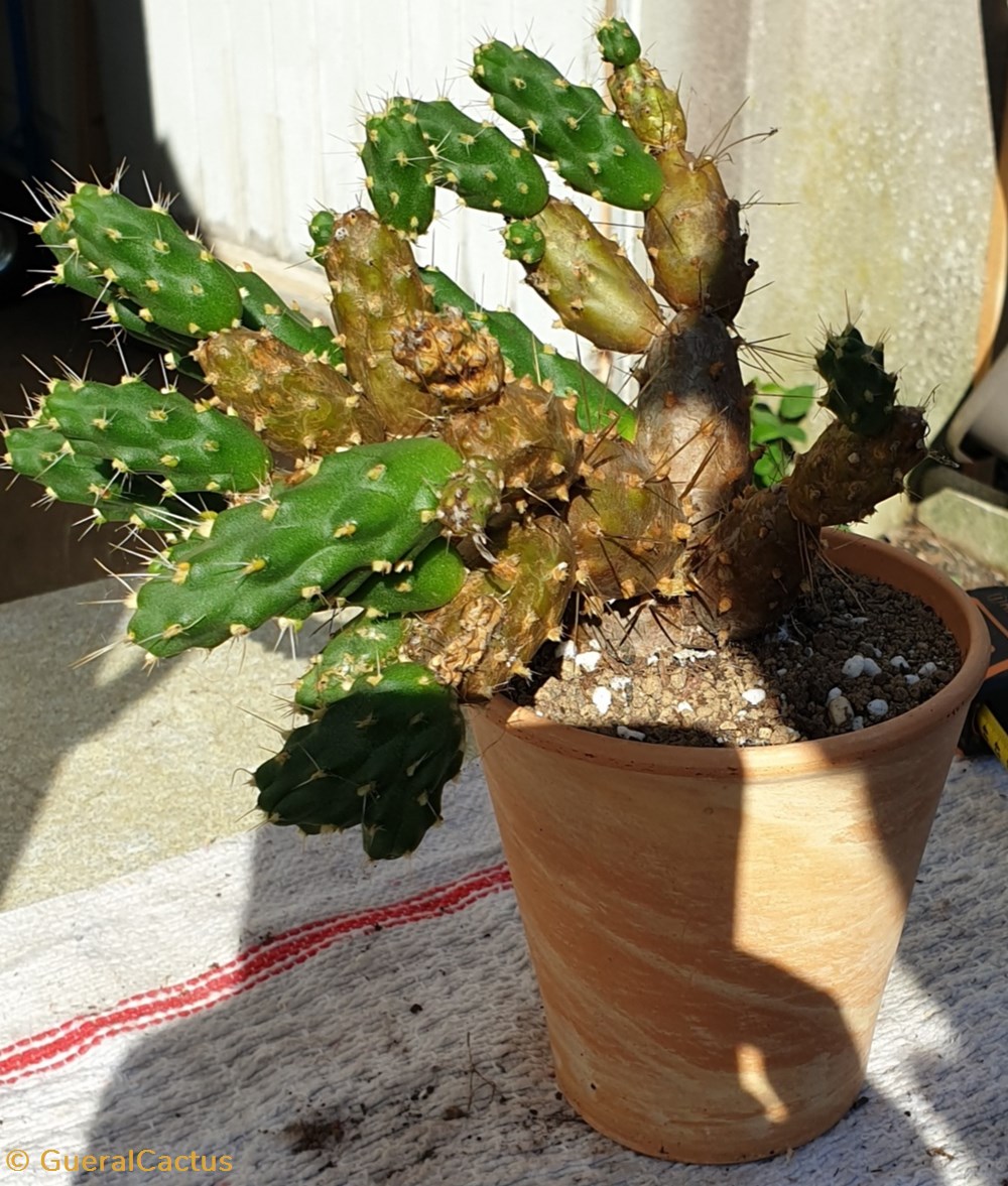 monde du vivant plantes et succulentes tephrocactus pentlandii