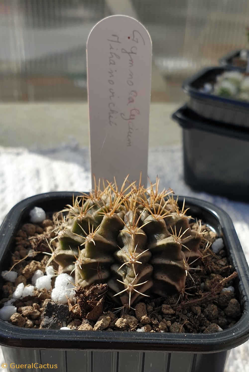 Gymnocalicium mihanovichii monde du vivant plantes cactus et succulentes gymnocalicium mihanovichii