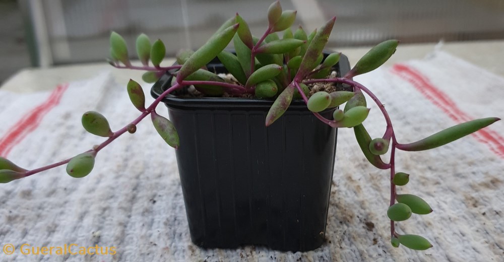 monde du vivant plantes cactus et succulentes senecio herreianus purple flush