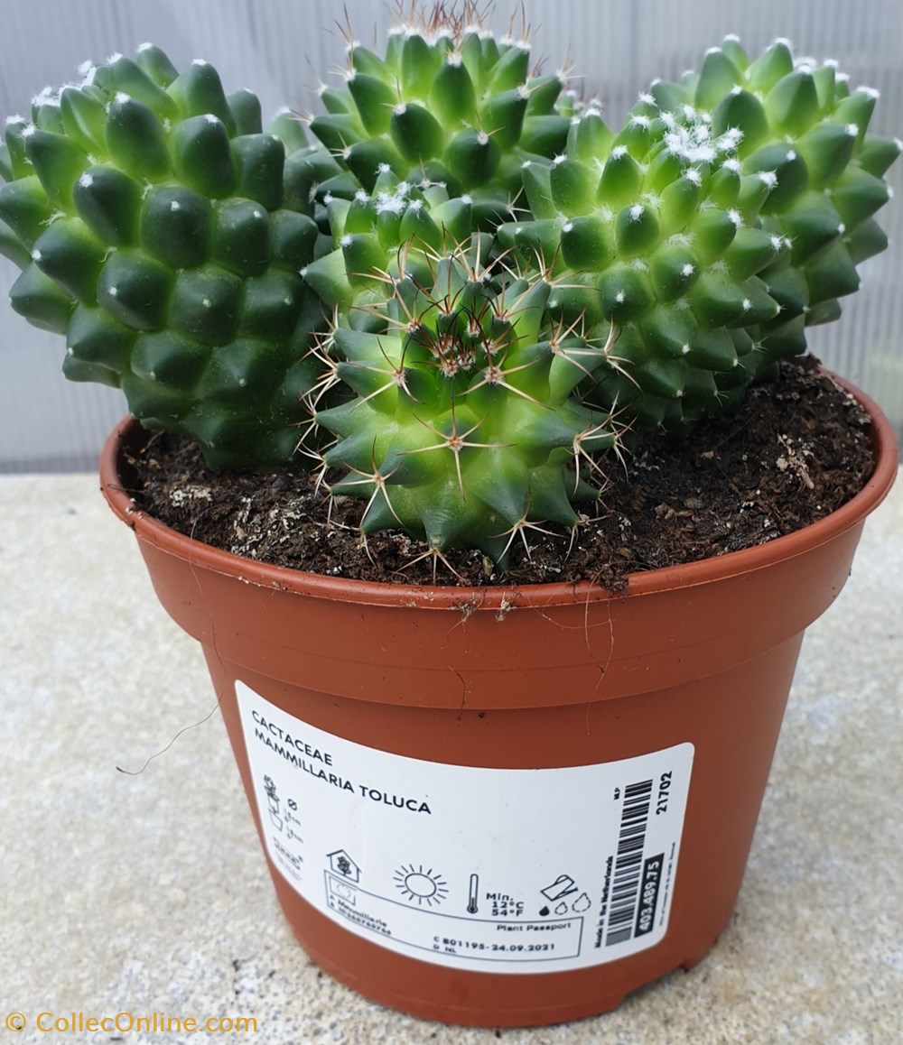 Mammillaria toluca monde du vivant mammillaria toluca