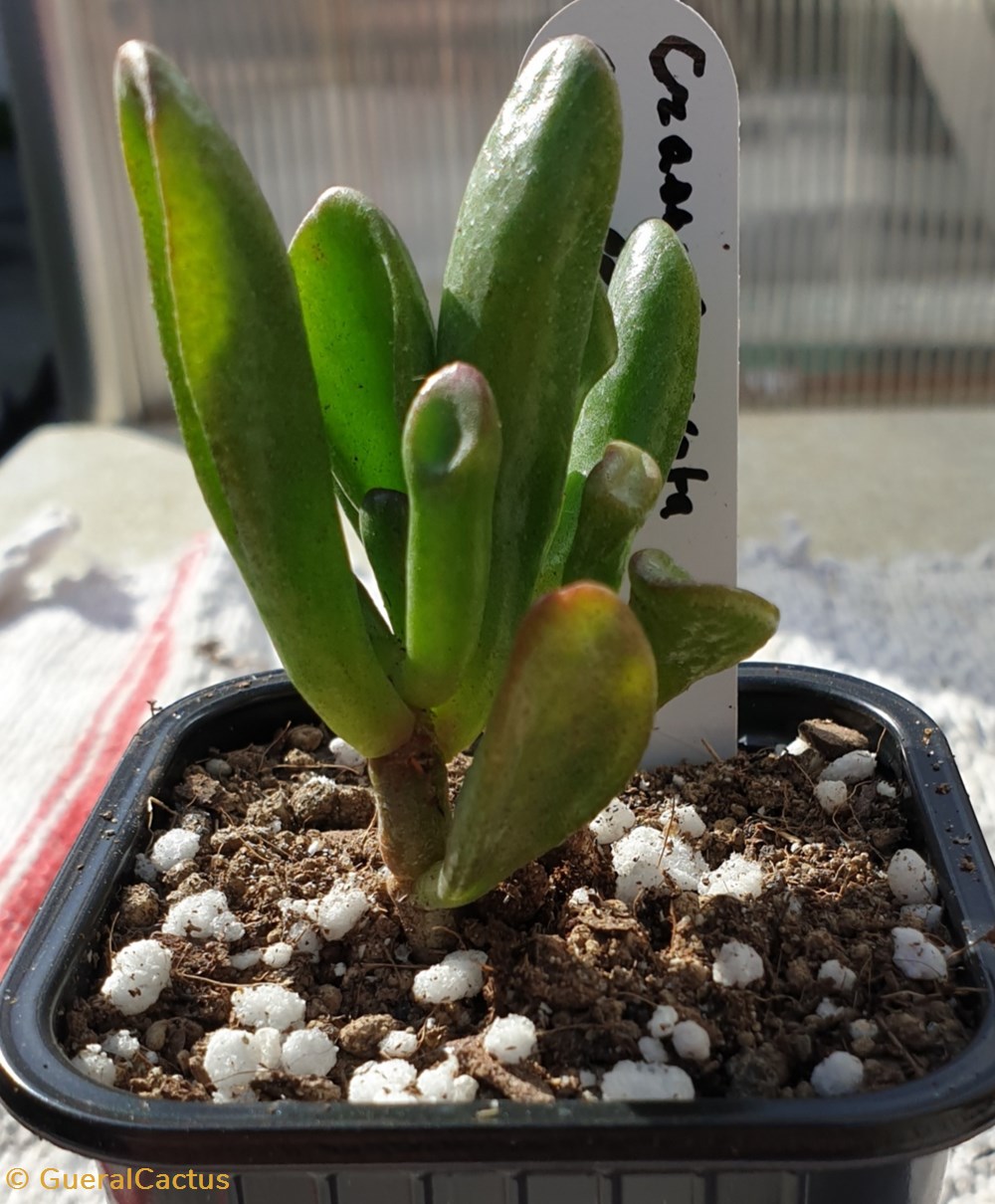 monde du vivant plantes cactus et succulentes crassula ovata cv gollum
