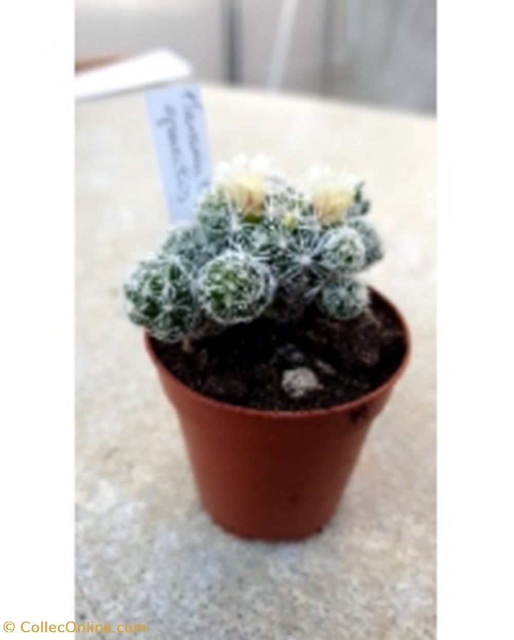 monde du vivant plantes cactus et succulentes mammillaria gracilis