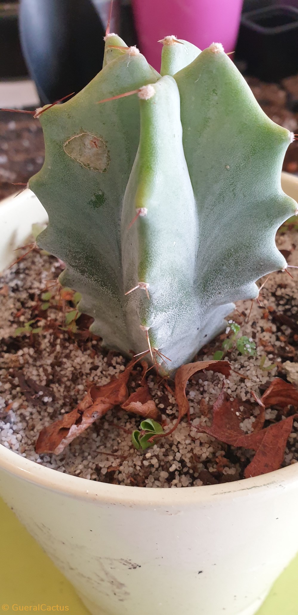 Stenocereus pruinosus monde du vivant plantes cactus et succulentes stenocereus pruinosus