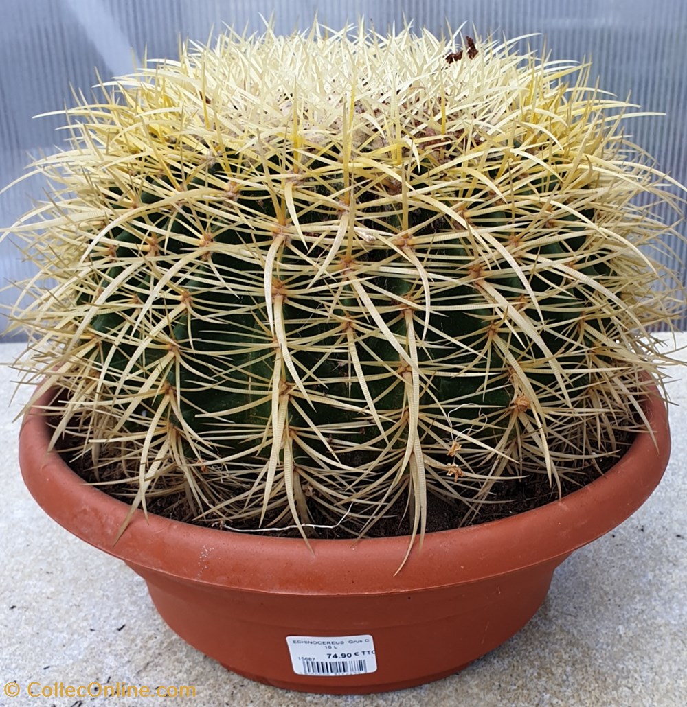 Echinocereus grusonii monde du vivant plantes cactus et succulentes echinocereus grusonii