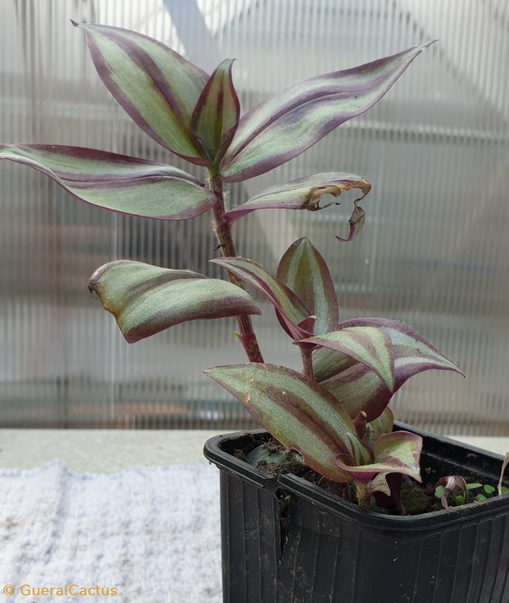 Misère monde du vivant plantes misere