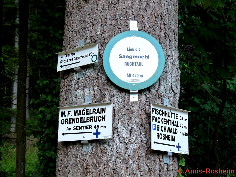 La forêt de Rosheim : vers la Fischhütte 4 divers la foret de rosheim vers la fischhutte