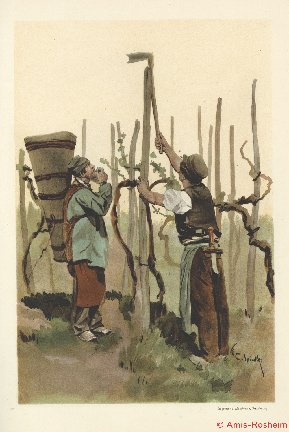 La viticulture 4 divers la viticulture